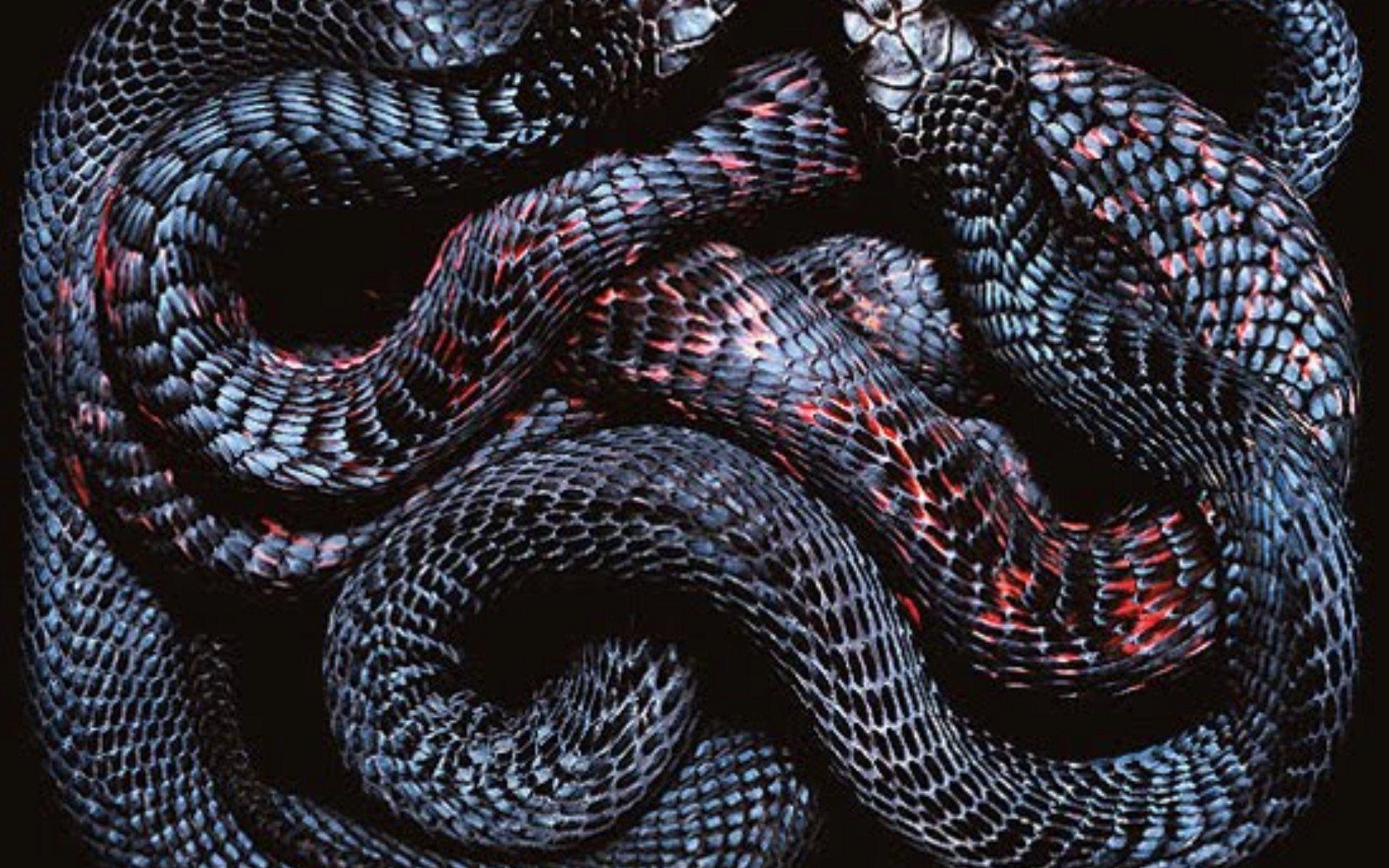 Red Snake Aesthetics Wallpapers