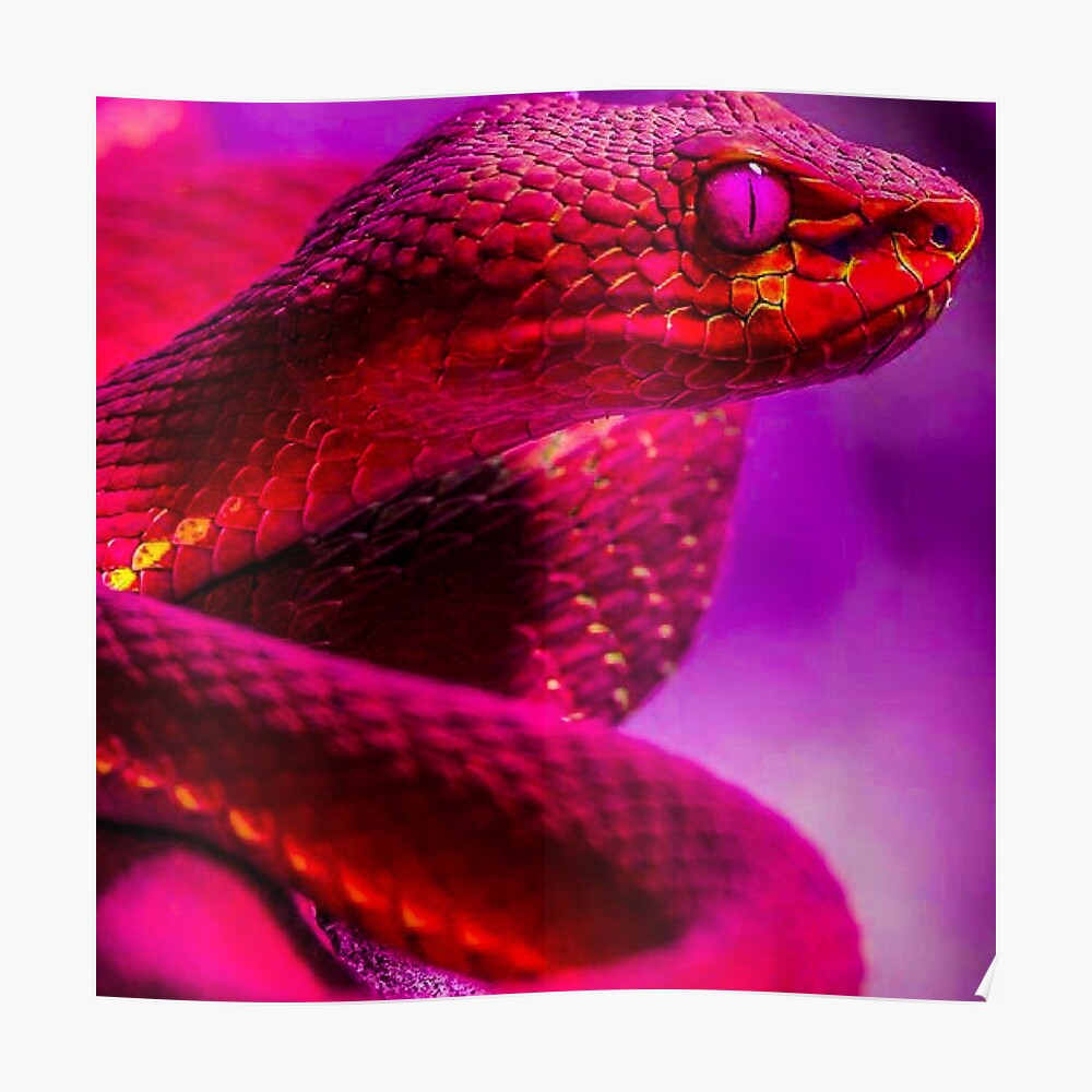 Red Snake Aesthetics Wallpapers