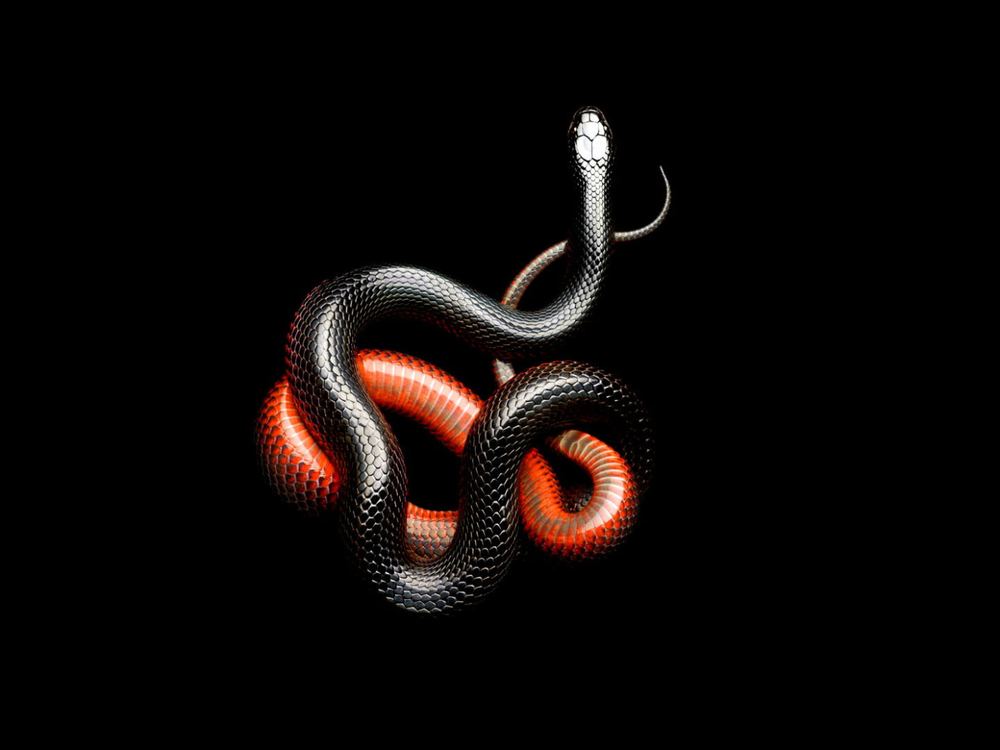 Red Snake Aesthetics Wallpapers