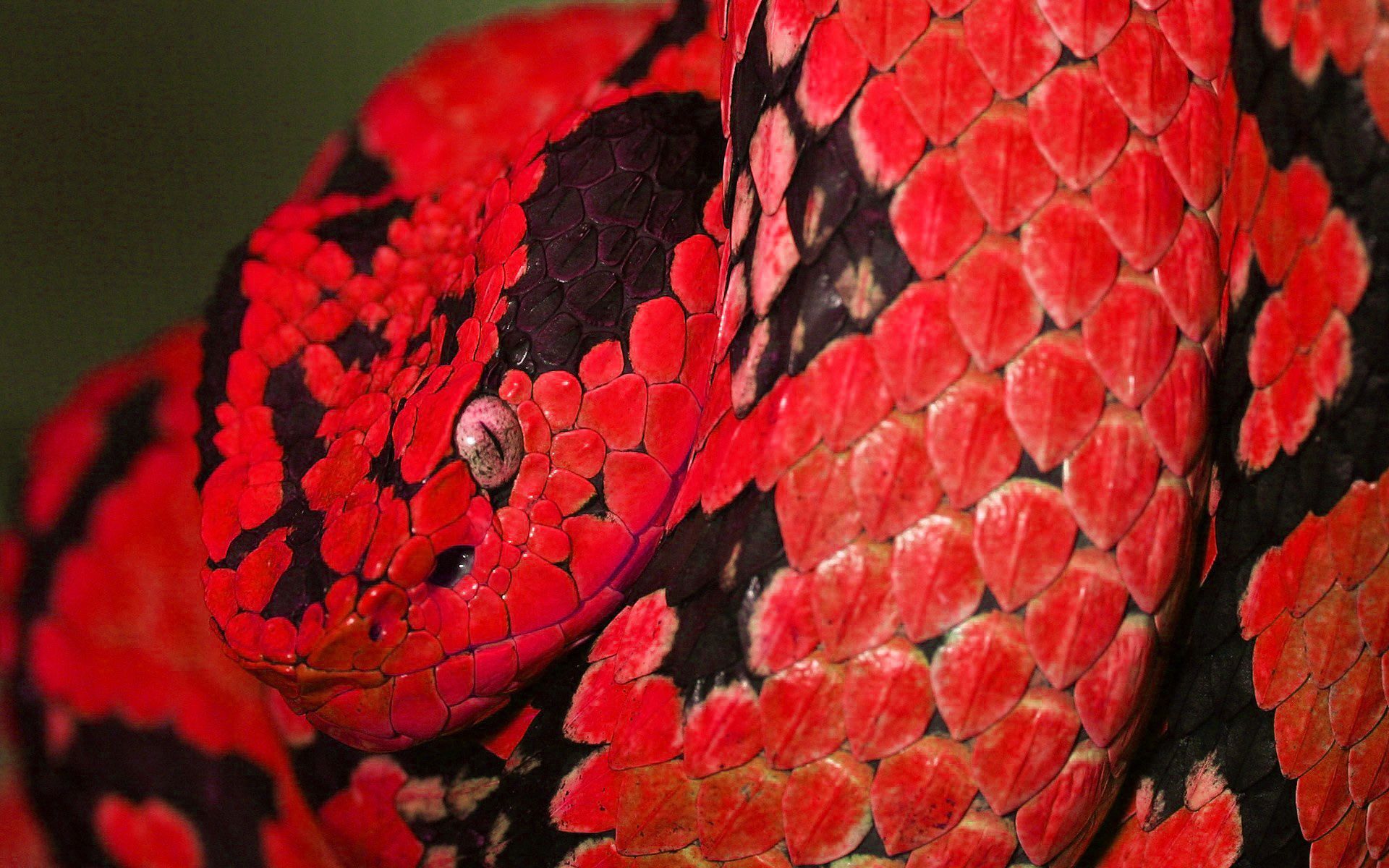 Red Snakes Wallpapers