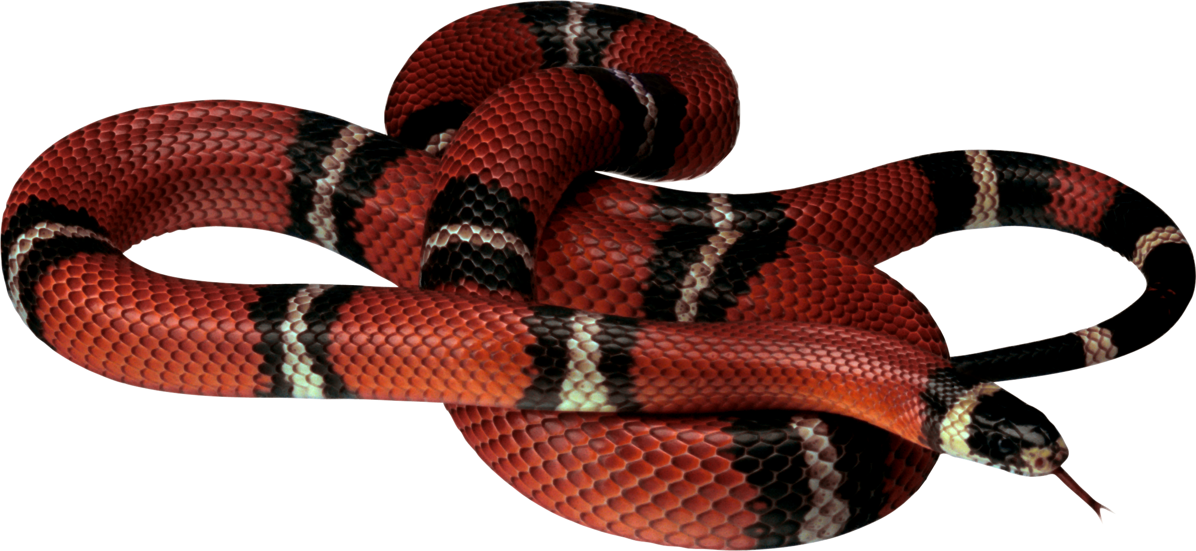 Red Snakes Wallpapers