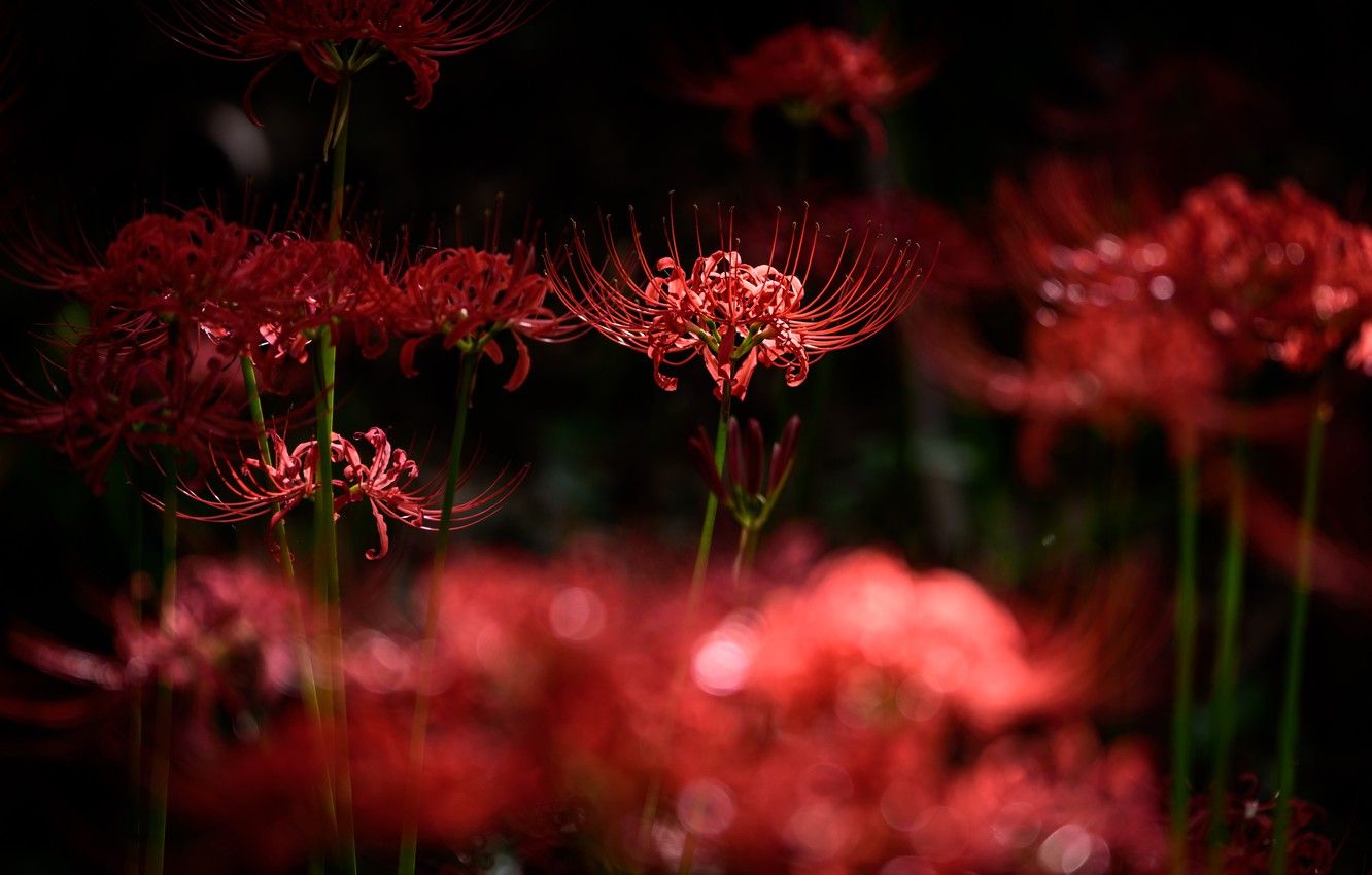 Red Spider Lily Wallpapers