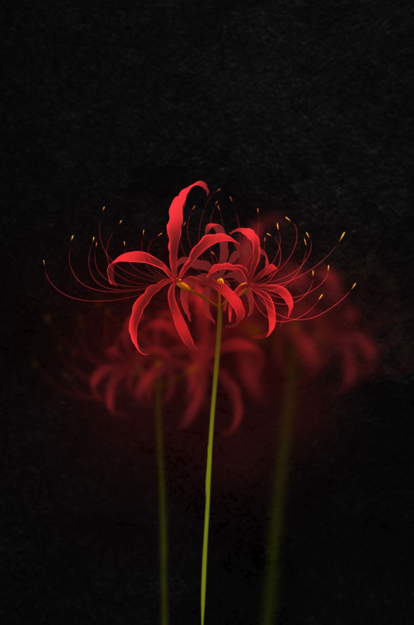 Red Spider Lily Wallpapers