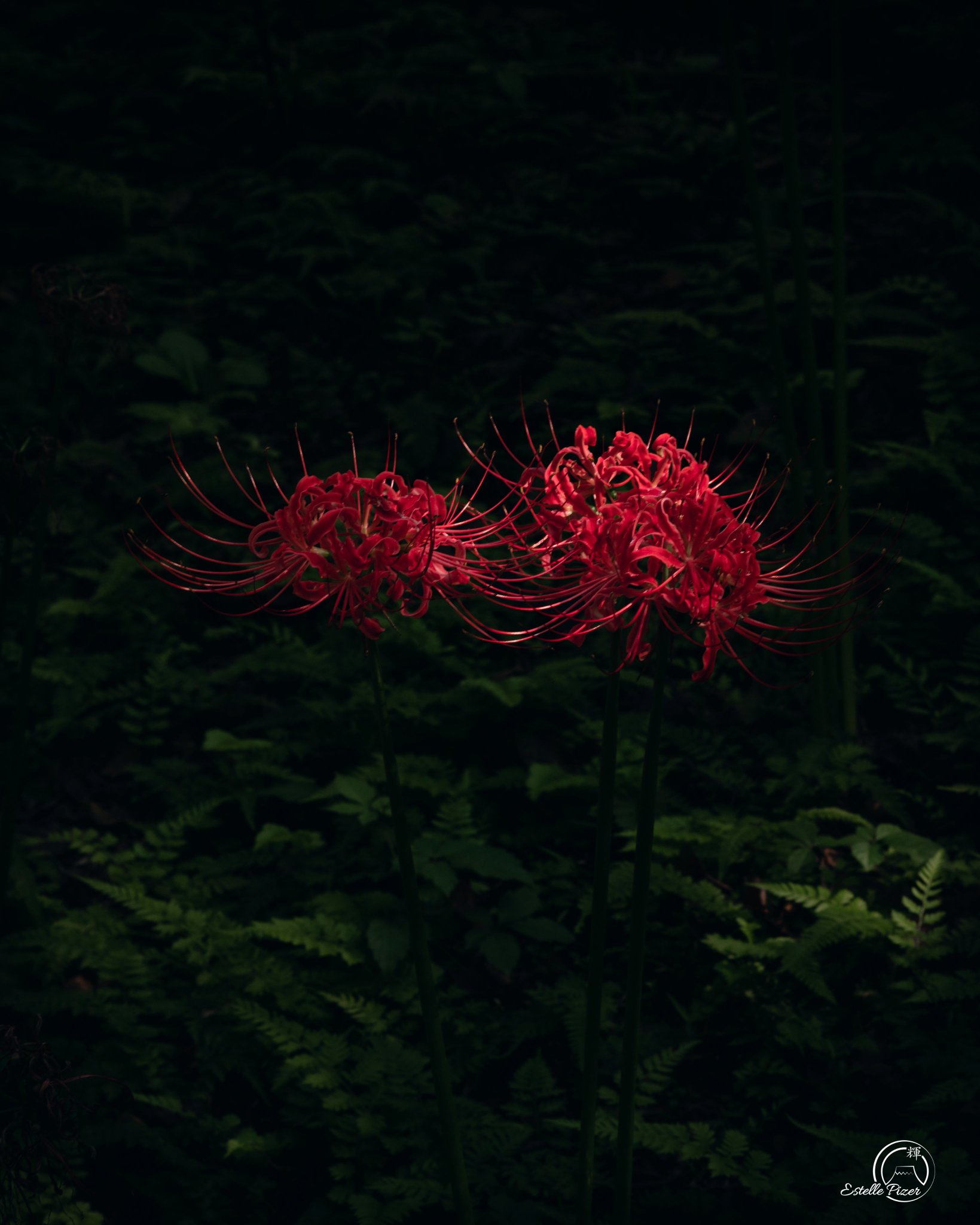 Red Spider Lily Wallpapers