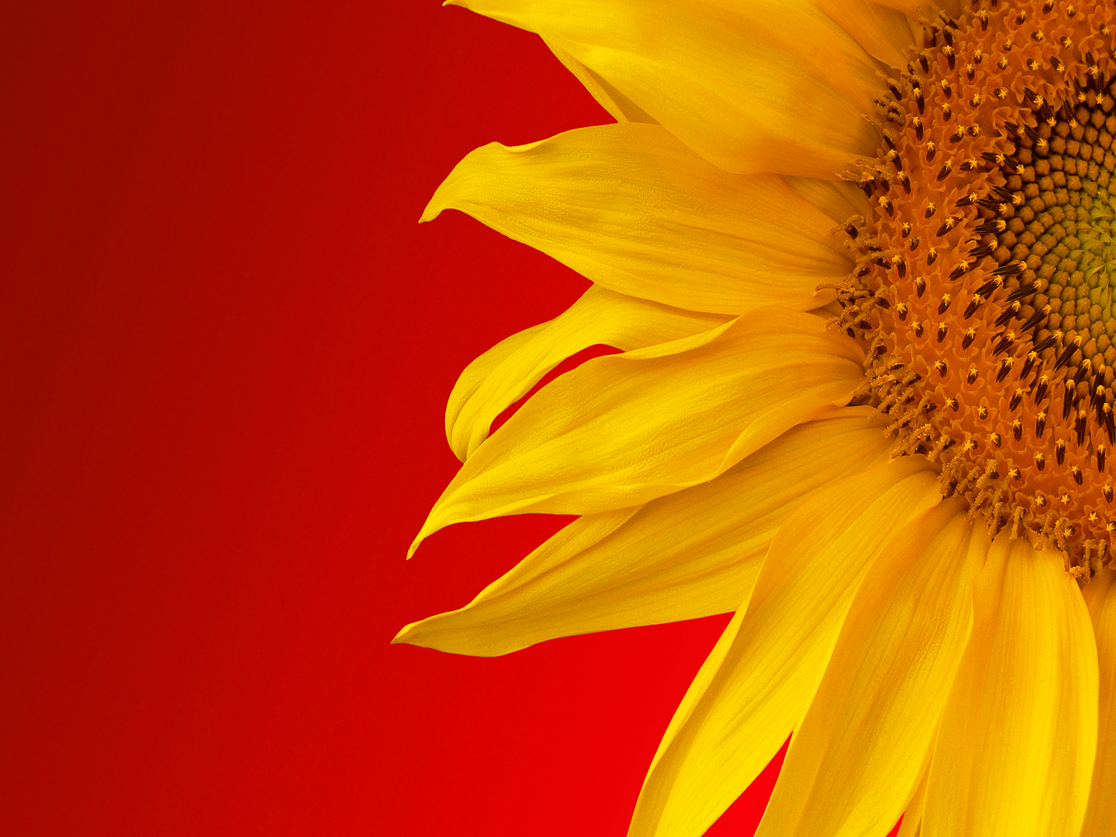 Red Sunflower Wallpapers