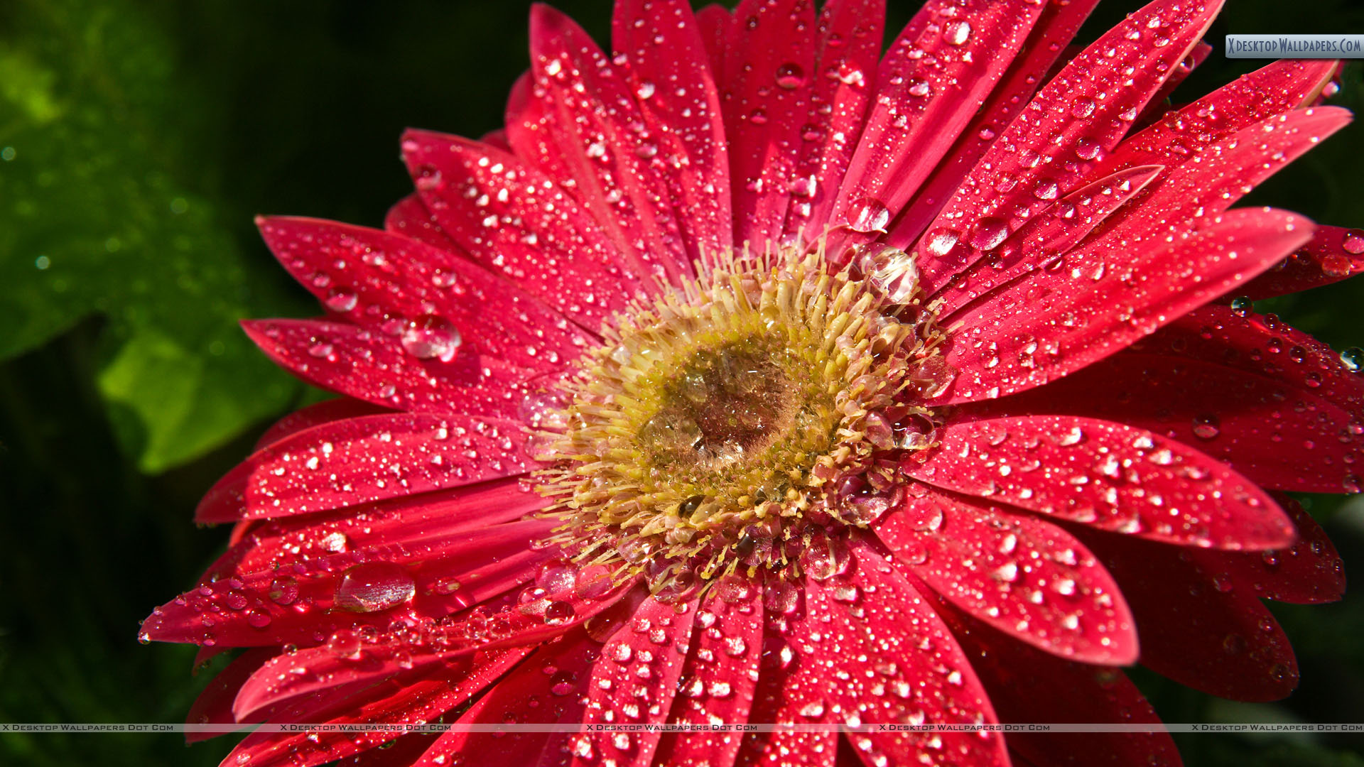 Red Sunflower Wallpapers