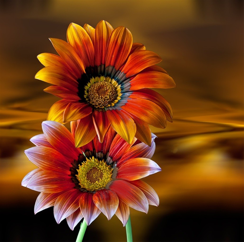 Red Sunflower Wallpapers