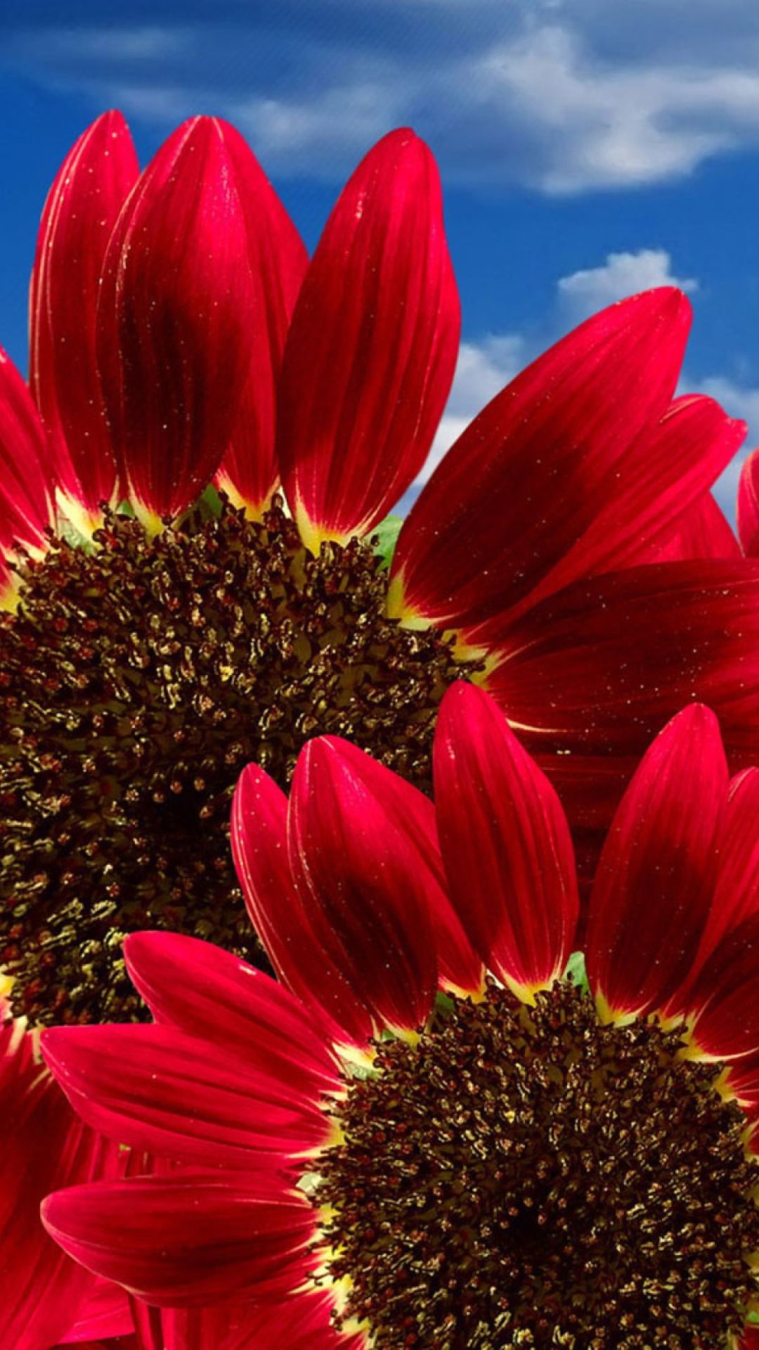 Red Sunflower Wallpapers