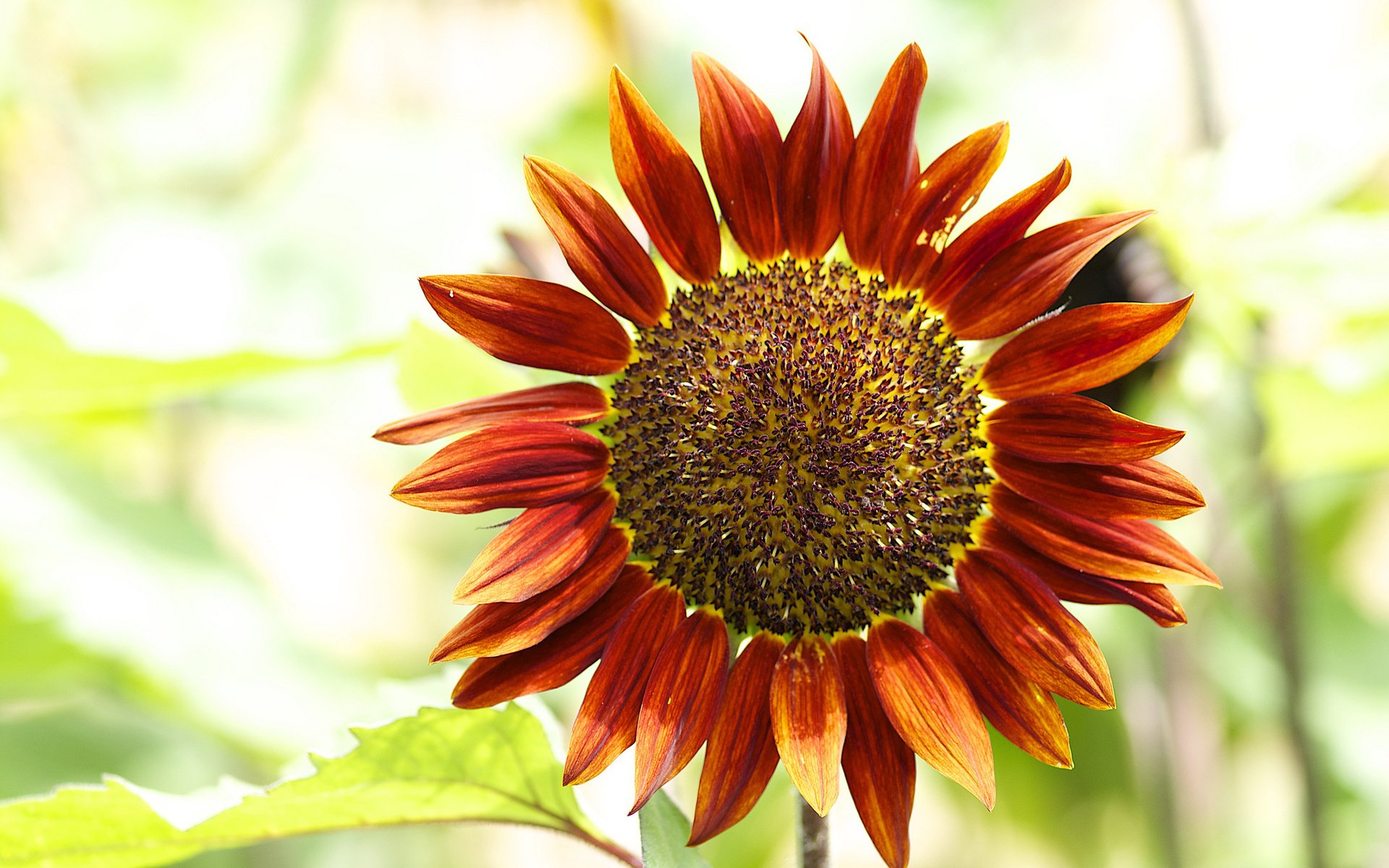 Red Sunflower Wallpapers