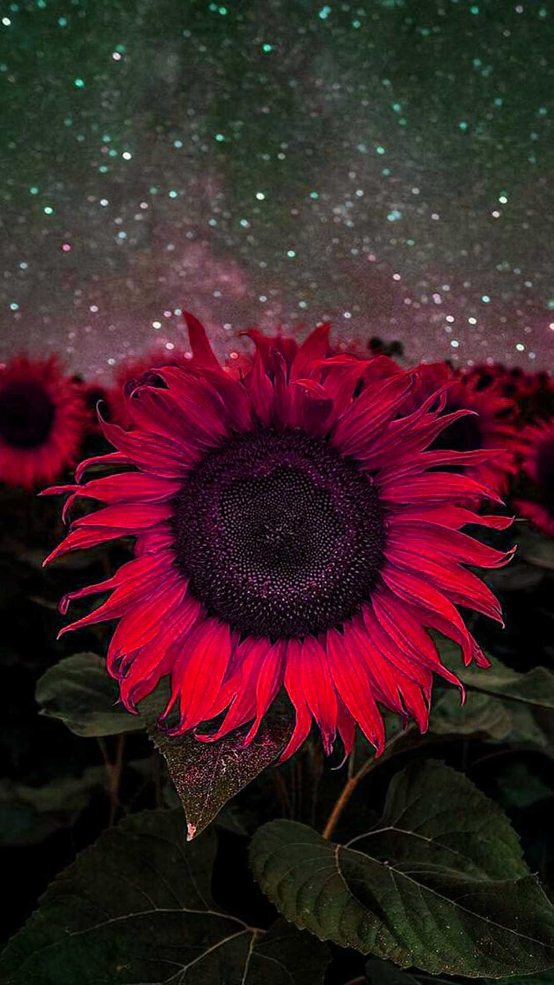 Red Sunflower Wallpapers