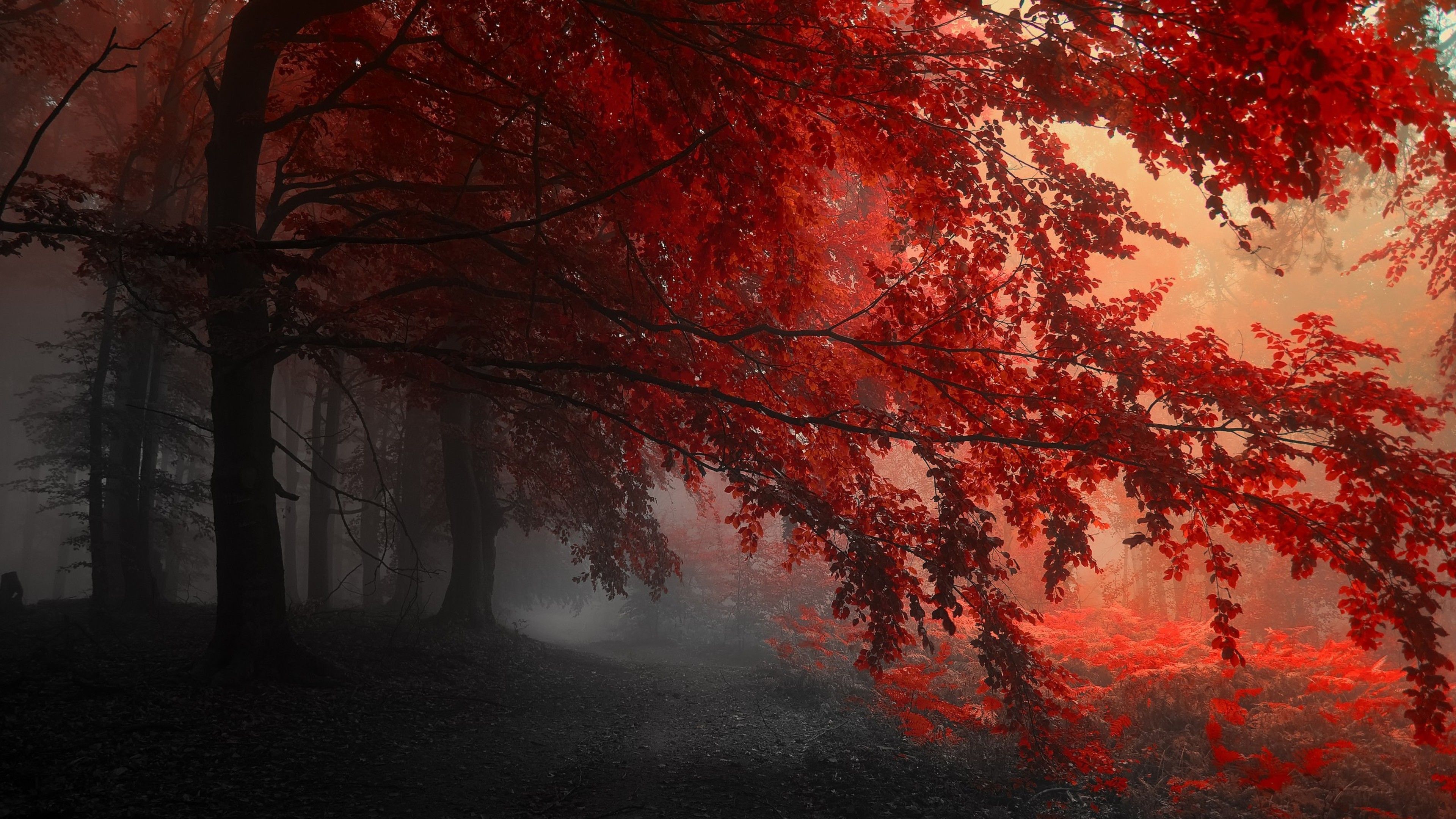 Red Tree Wallpapers