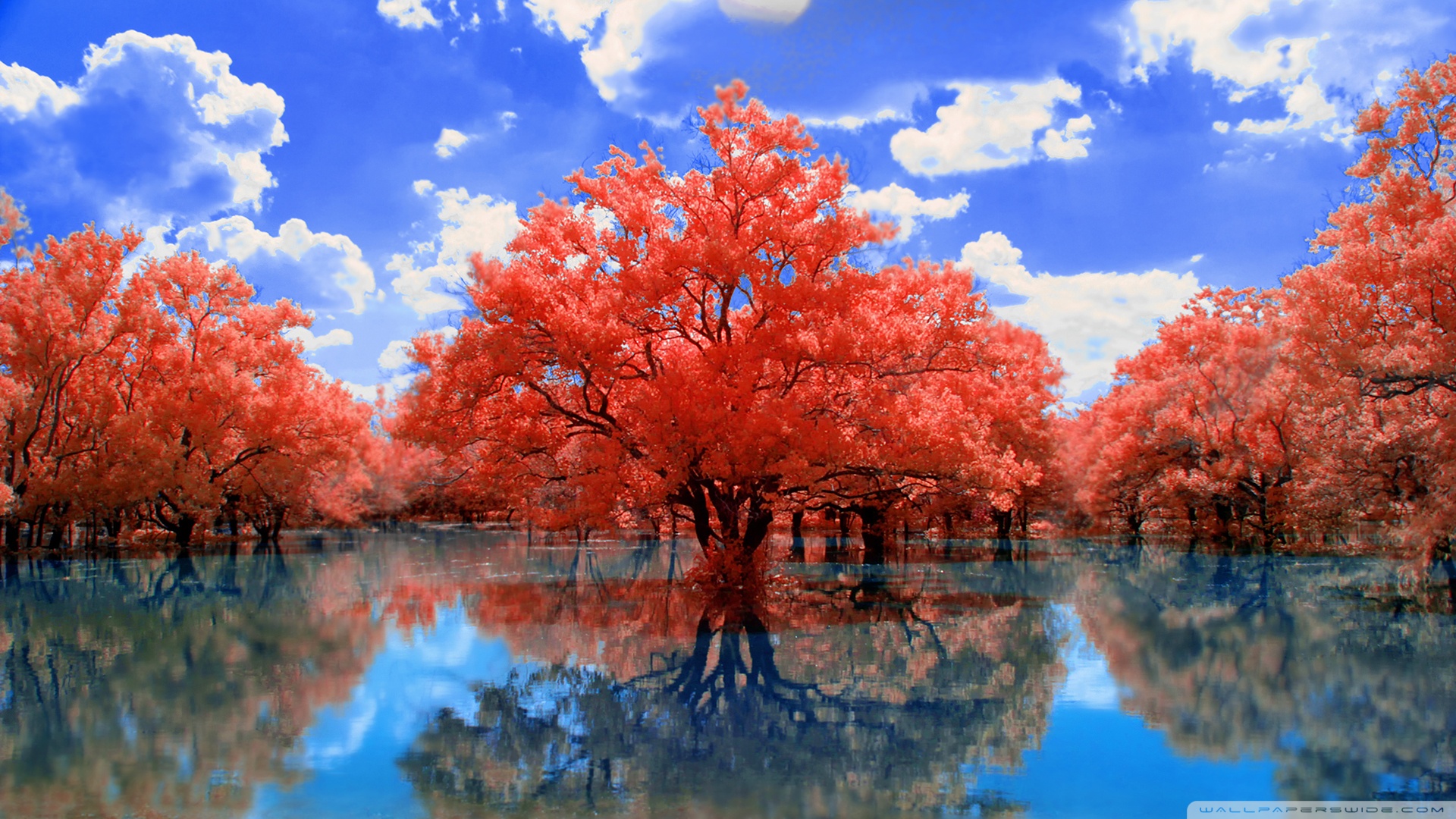 Red Tree Wallpapers