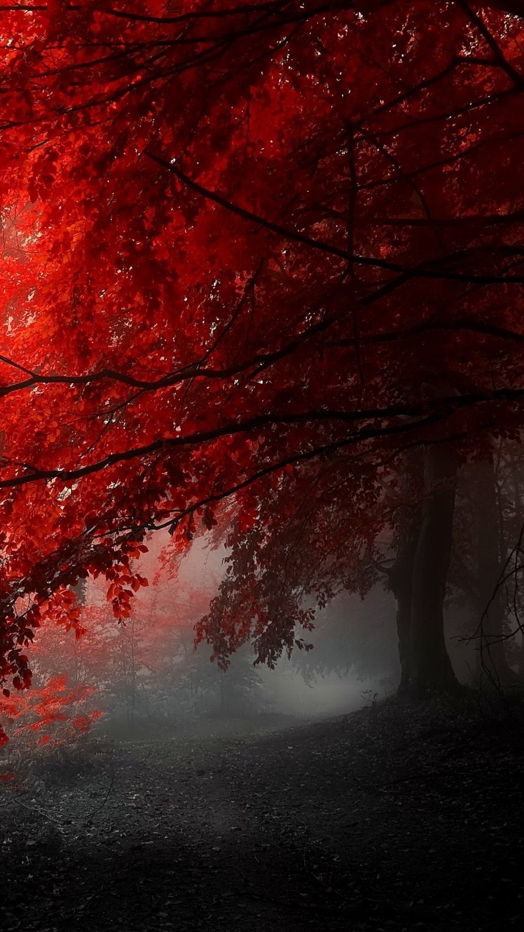 Red Tree Wallpapers