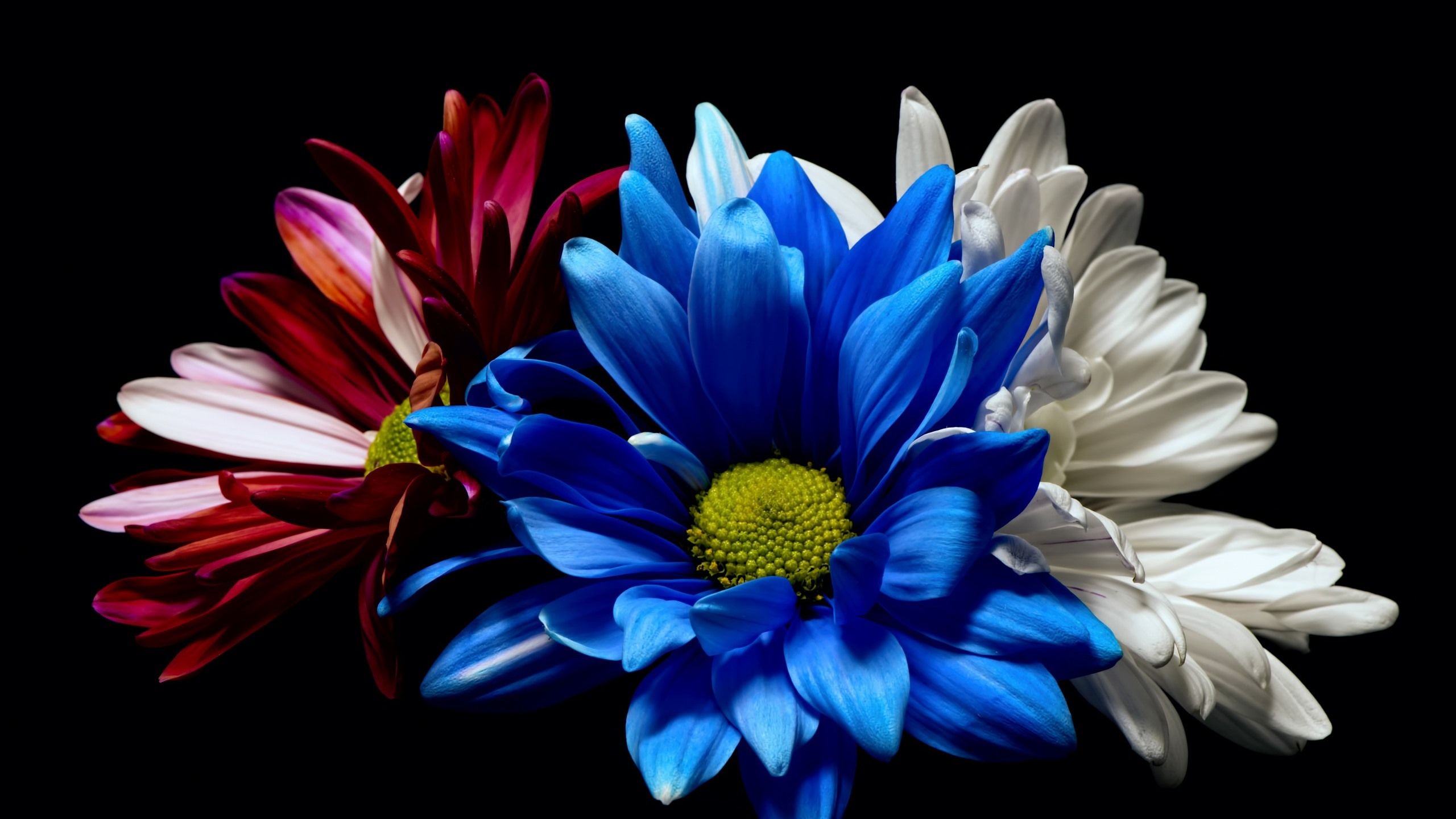 Red White And Blue Flowers Wallpapers