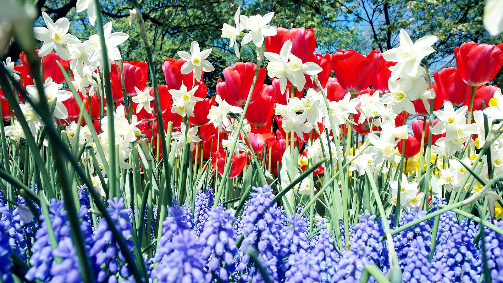 Red White And Blue Flowers Wallpapers