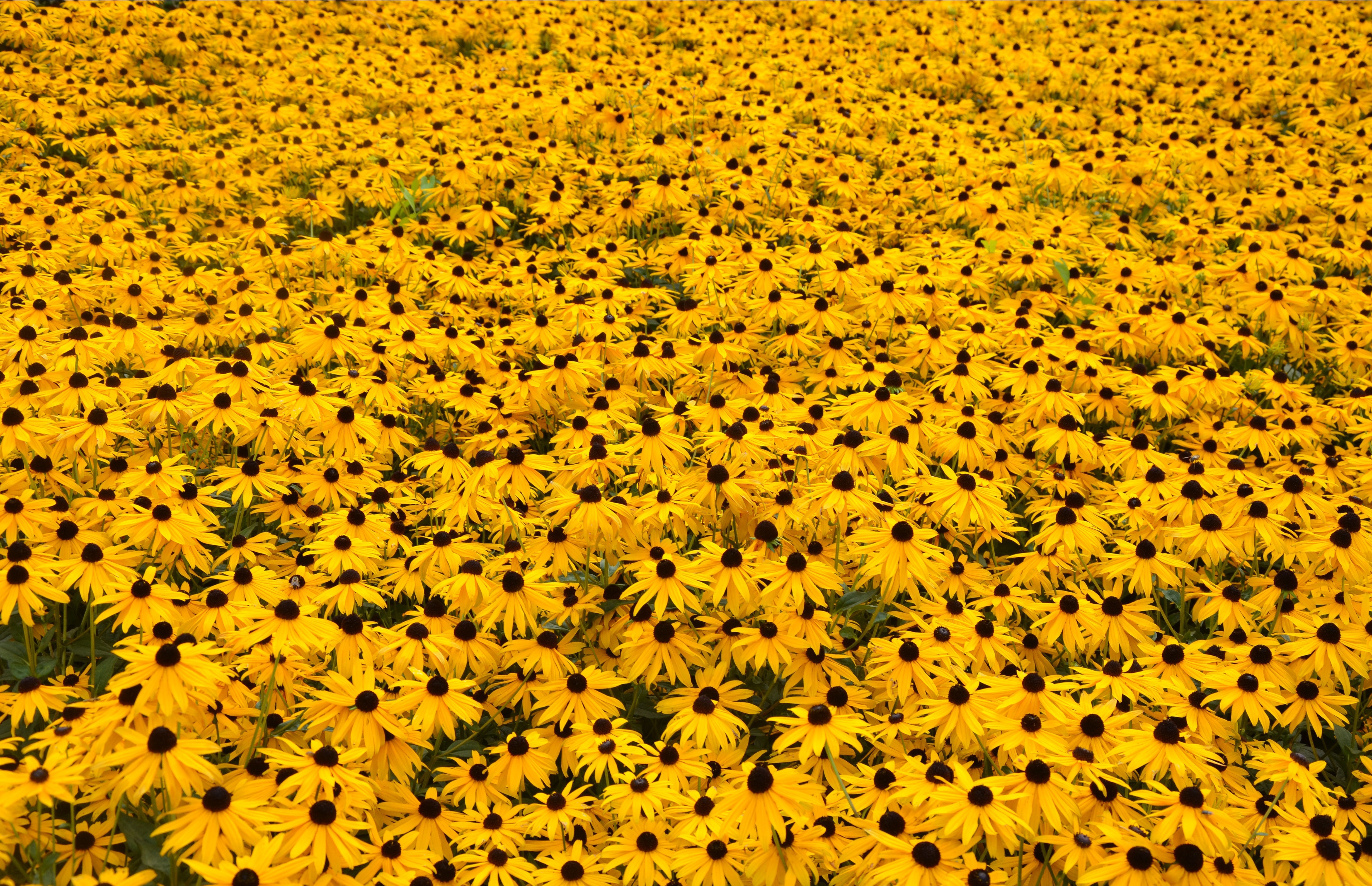 Yellow Aesthetic Flower Desktop Wallpapers