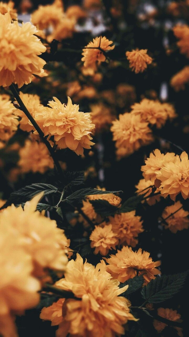 Yellow Aesthetic Flower Desktop Wallpapers