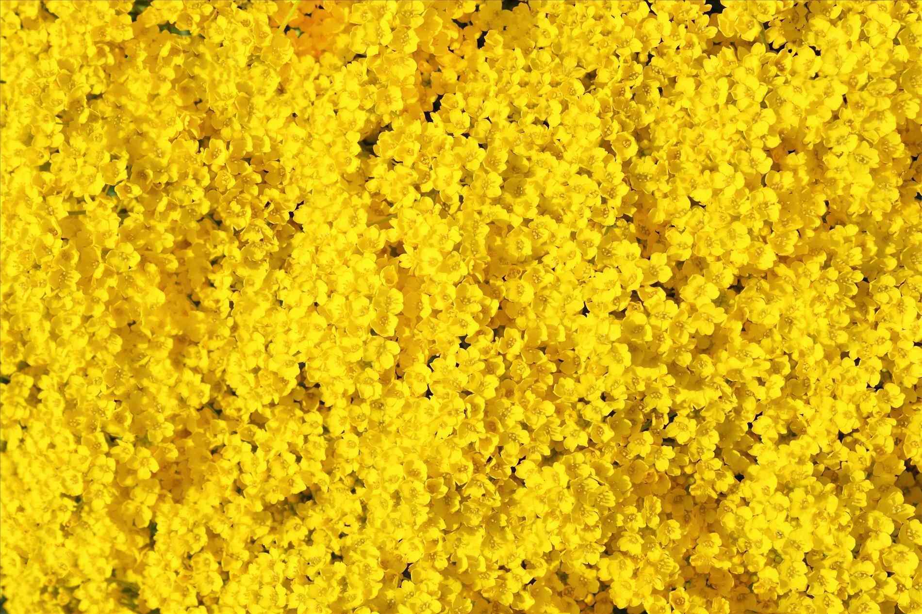 Yellow Aesthetic Flower Desktop Wallpapers