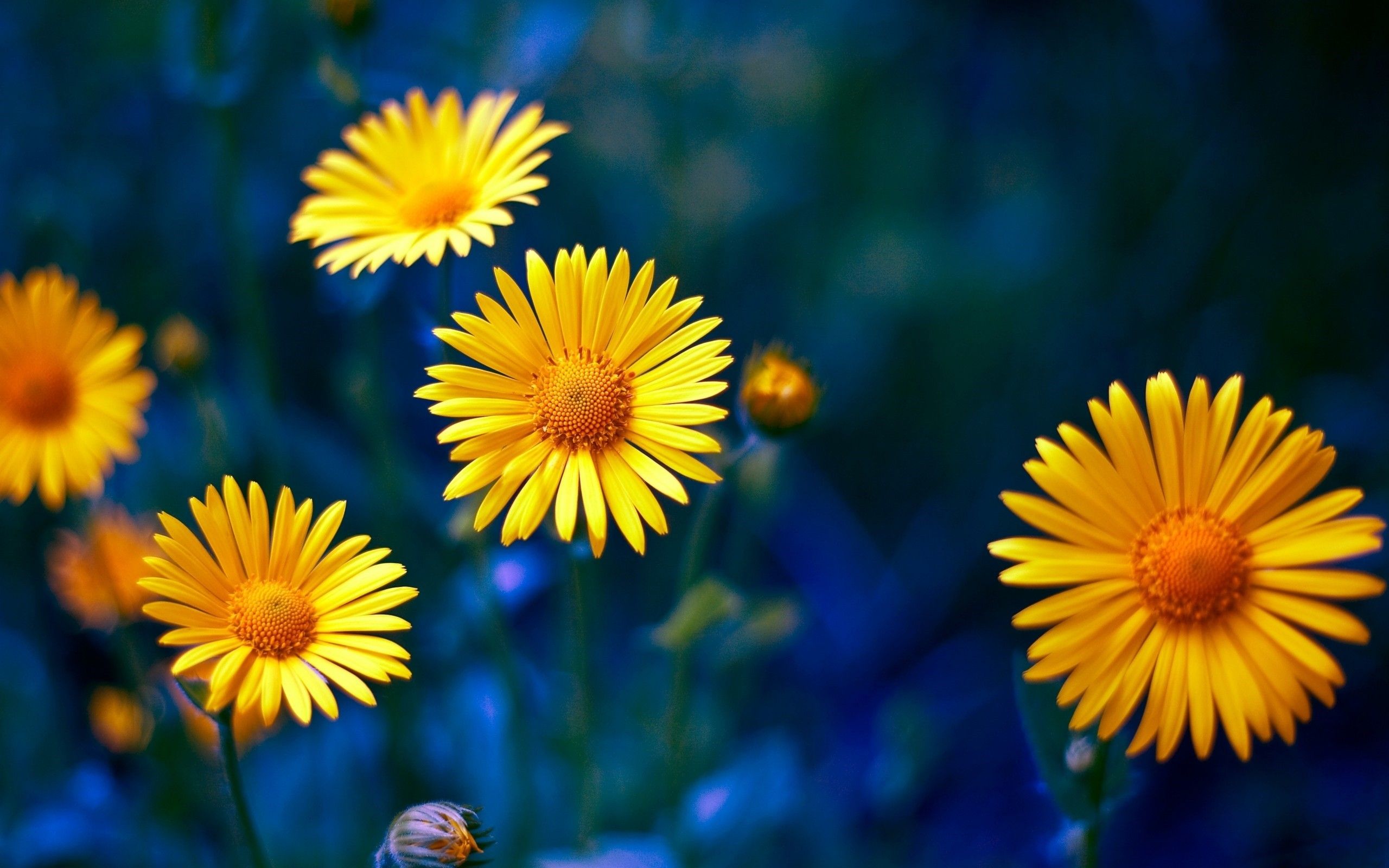 Yellow Aesthetic Flower Desktop Wallpapers