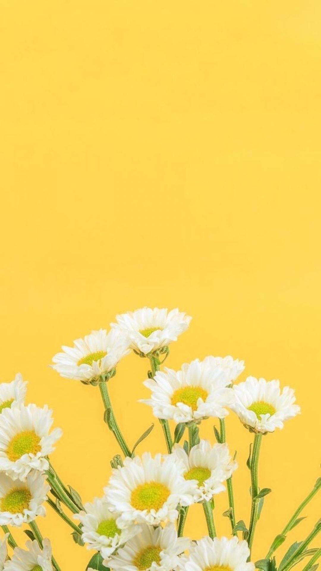 Yellow Aesthetic Flower Desktop Wallpapers