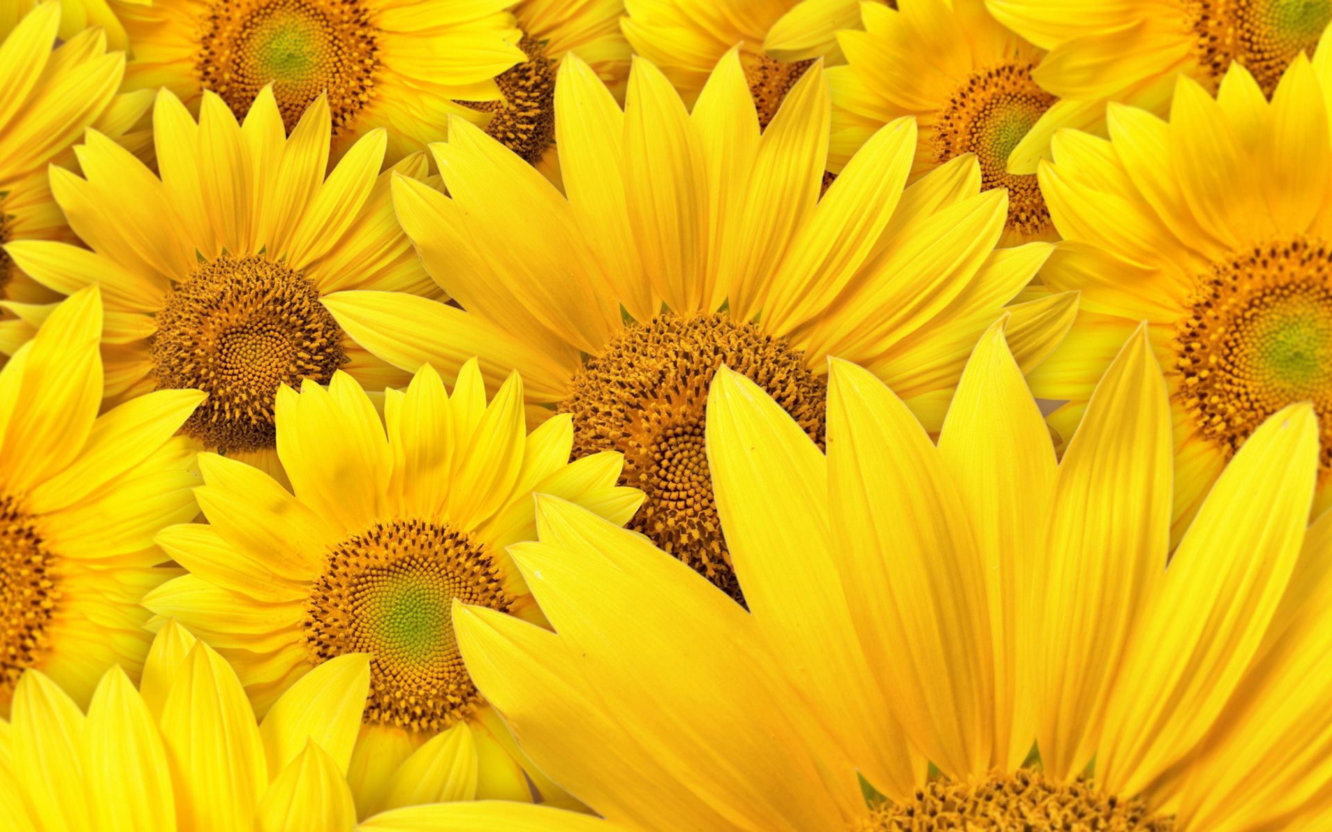 Yellow Aesthetic Flower Desktop Wallpapers