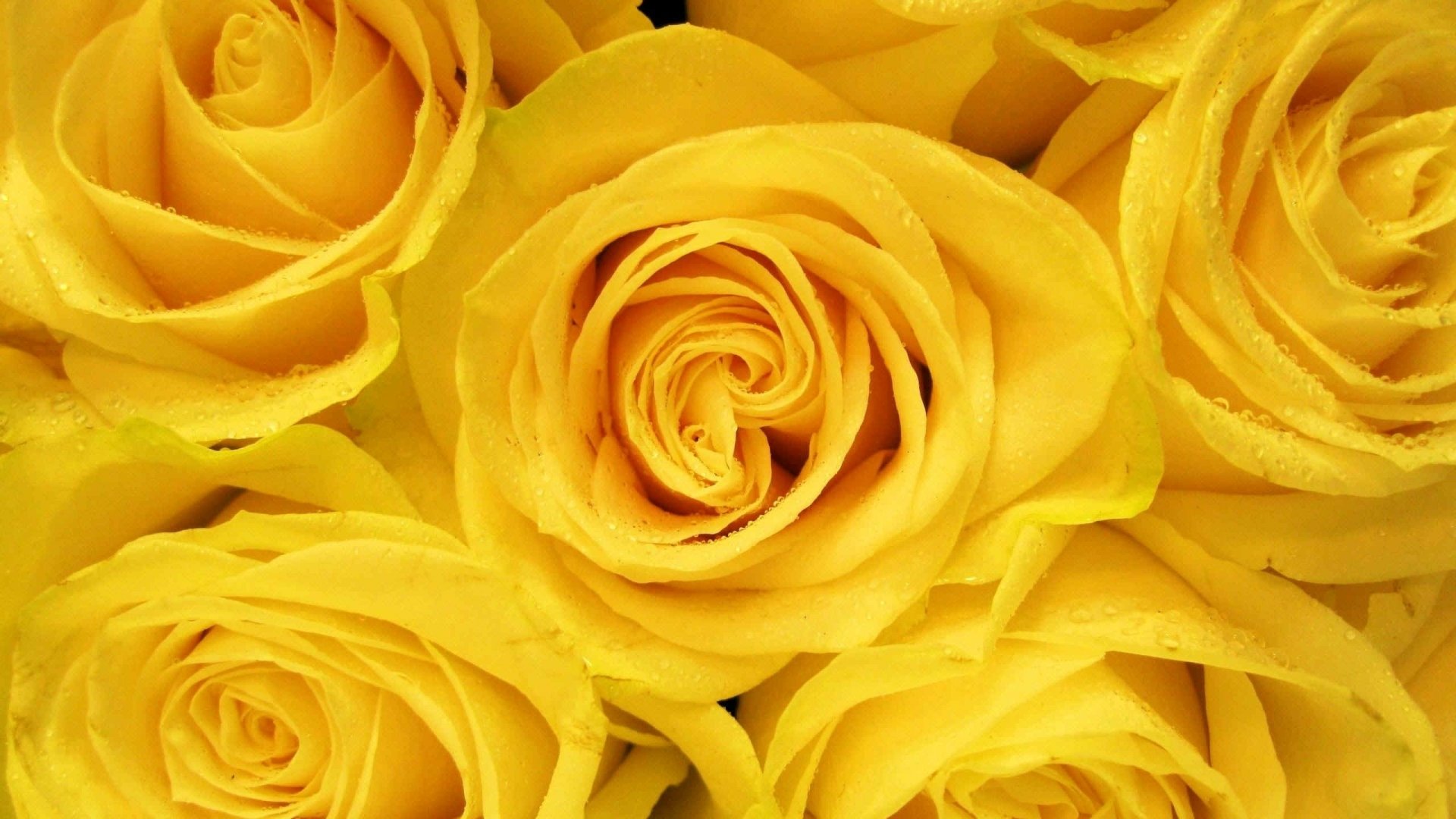 Yellow Aesthetic Flower Desktop Wallpapers