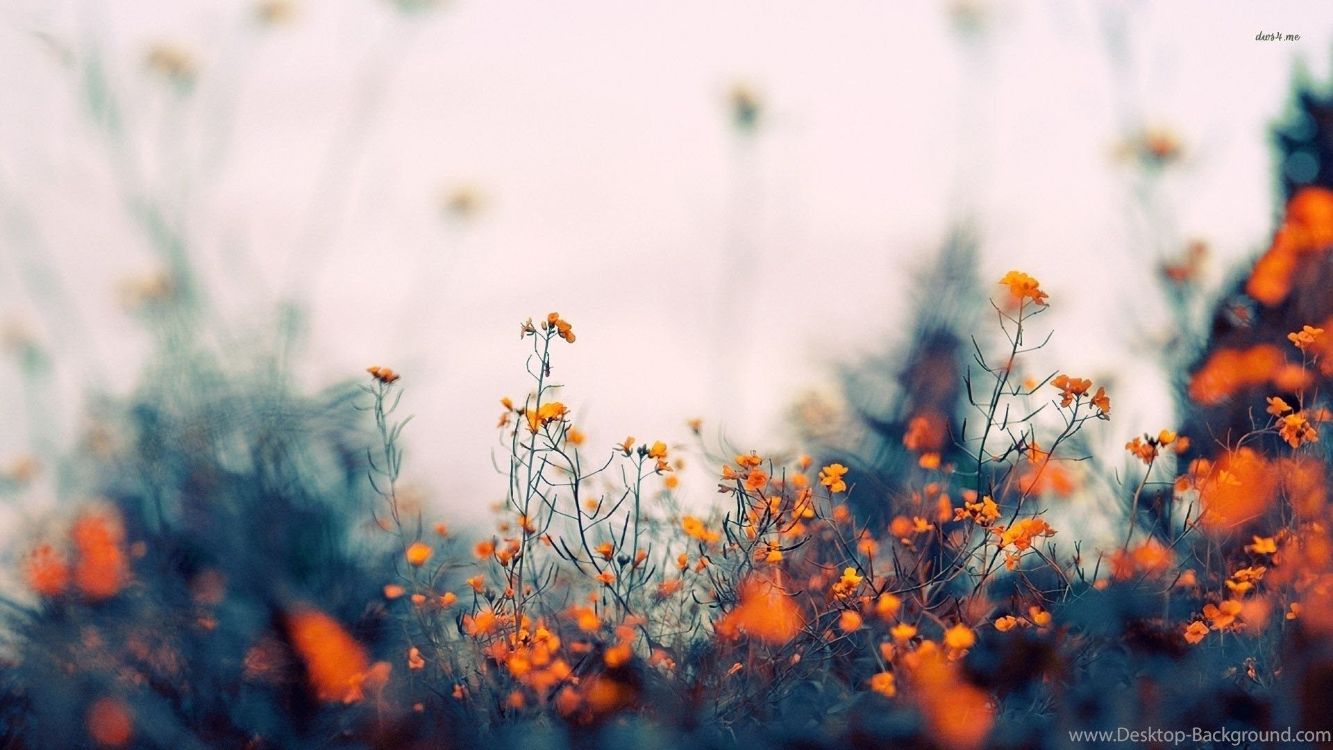 Yellow Aesthetic Flower Desktop Wallpapers