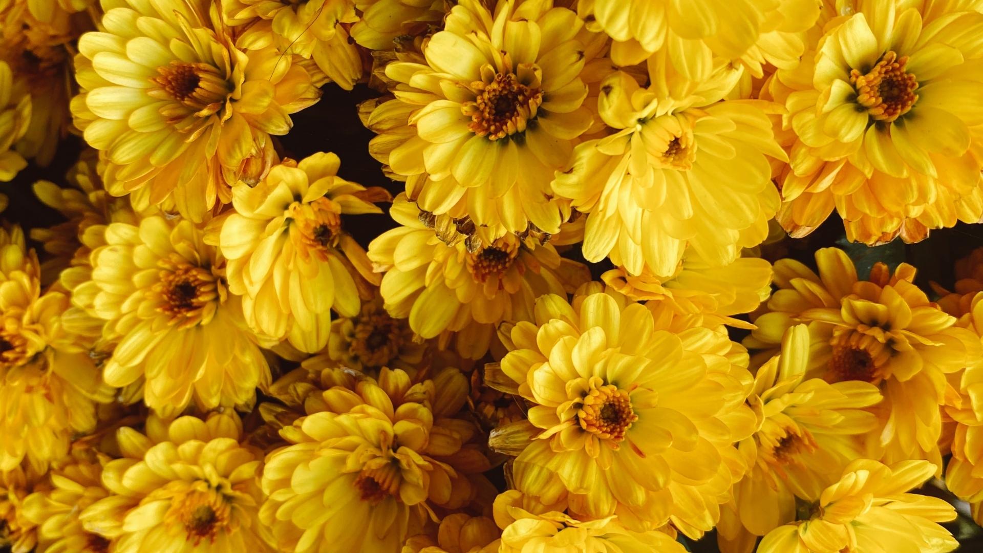 Yellow Aesthetic Flower Desktop Wallpapers