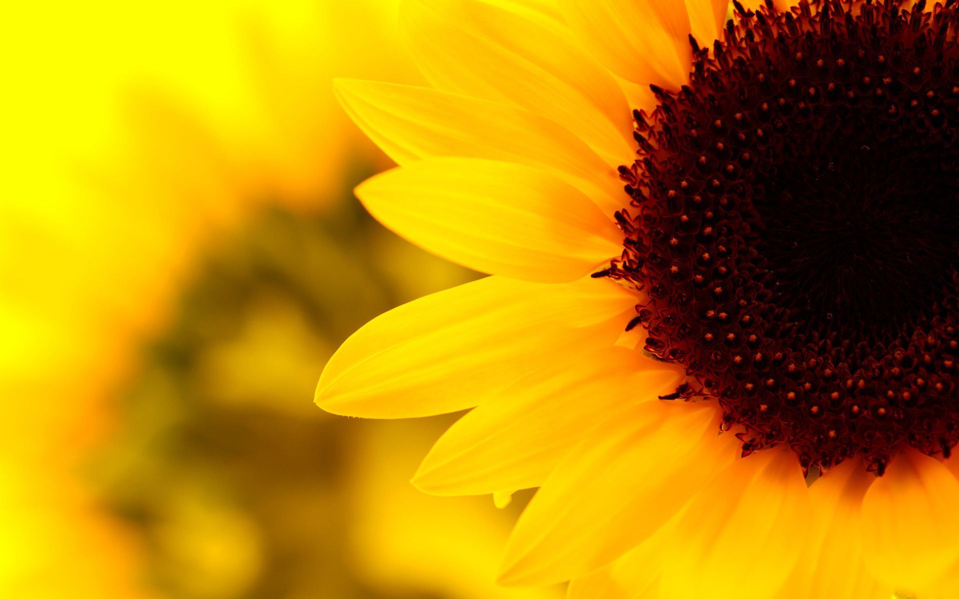 Yellow Aesthetic Flower Desktop Wallpapers