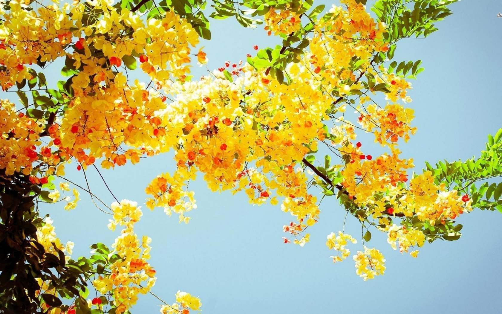 Yellow Aesthetic Flowers Wallpapers