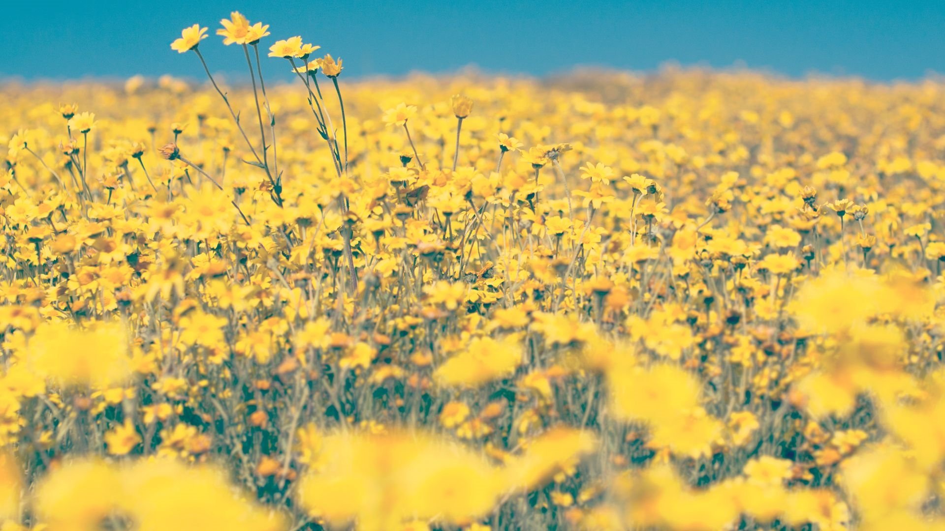 Yellow Aesthetic Flowers Wallpapers