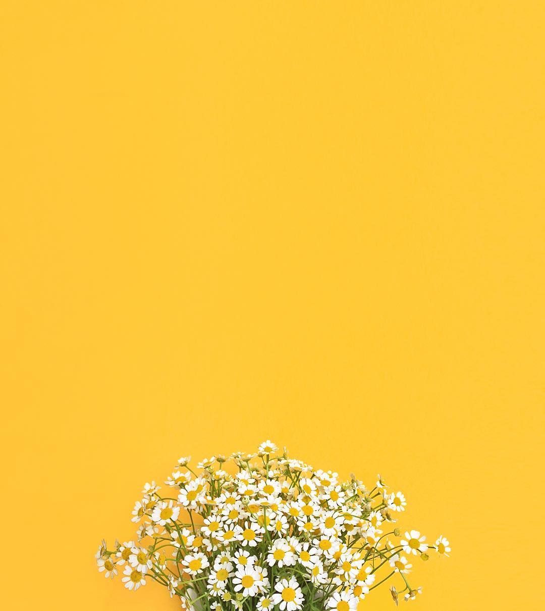 Yellow Aesthetic Flowers Wallpapers