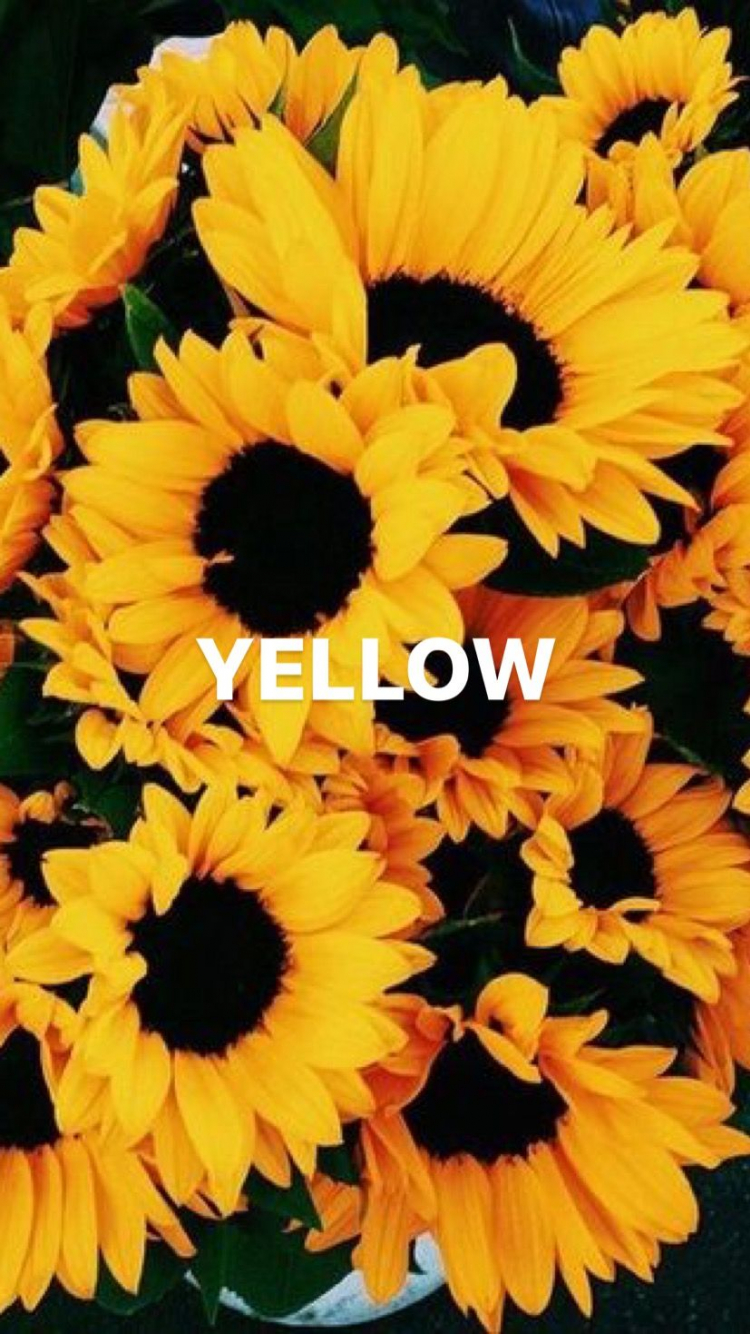 Yellow Aesthetic Sunflower Wallpapers