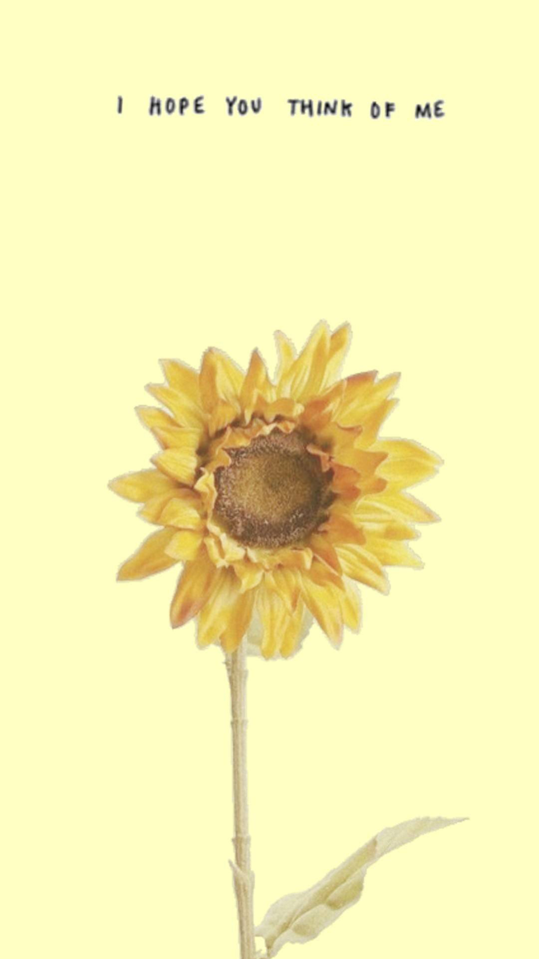 Yellow Aesthetic Sunflower Wallpapers