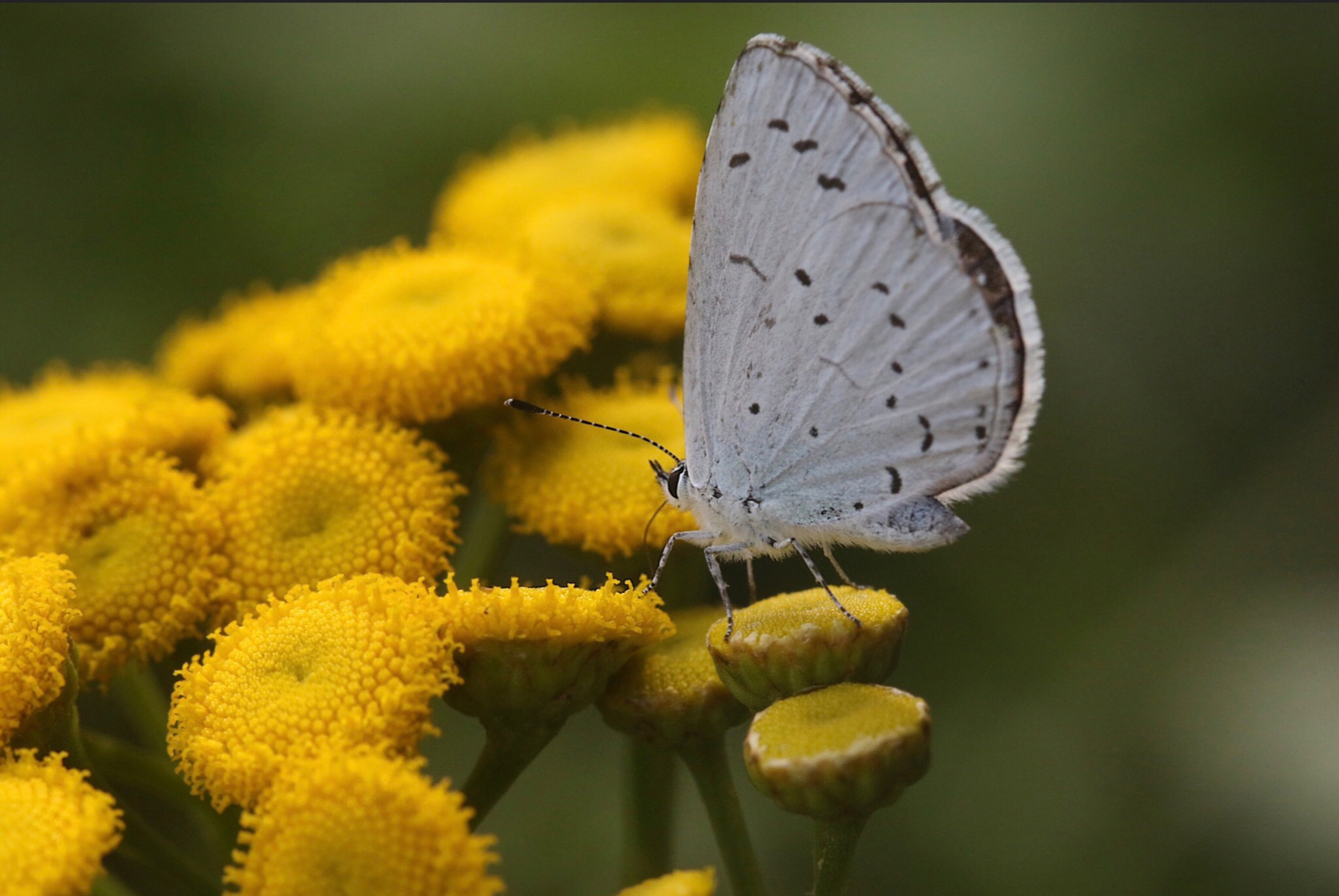 Yellow And Blue Butterfly Wallpapers