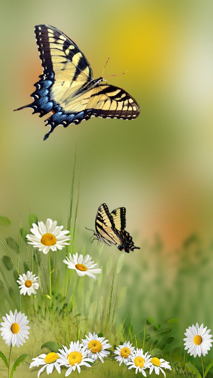 Yellow And Blue Butterfly Wallpapers