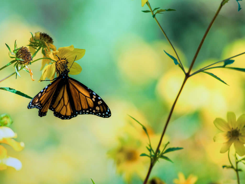 Yellow And Blue Butterfly Wallpapers