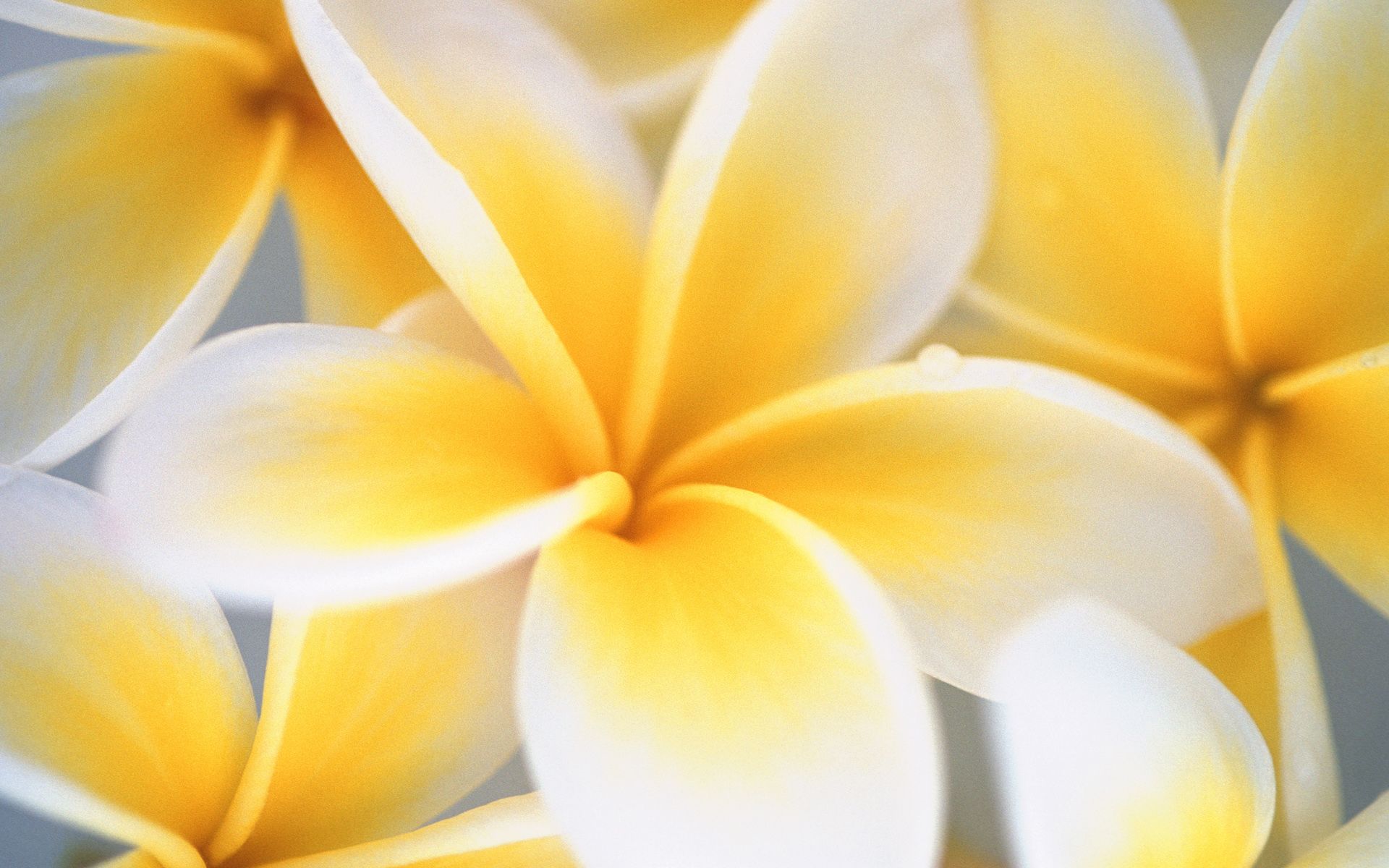 Yellow And White Wallpapers