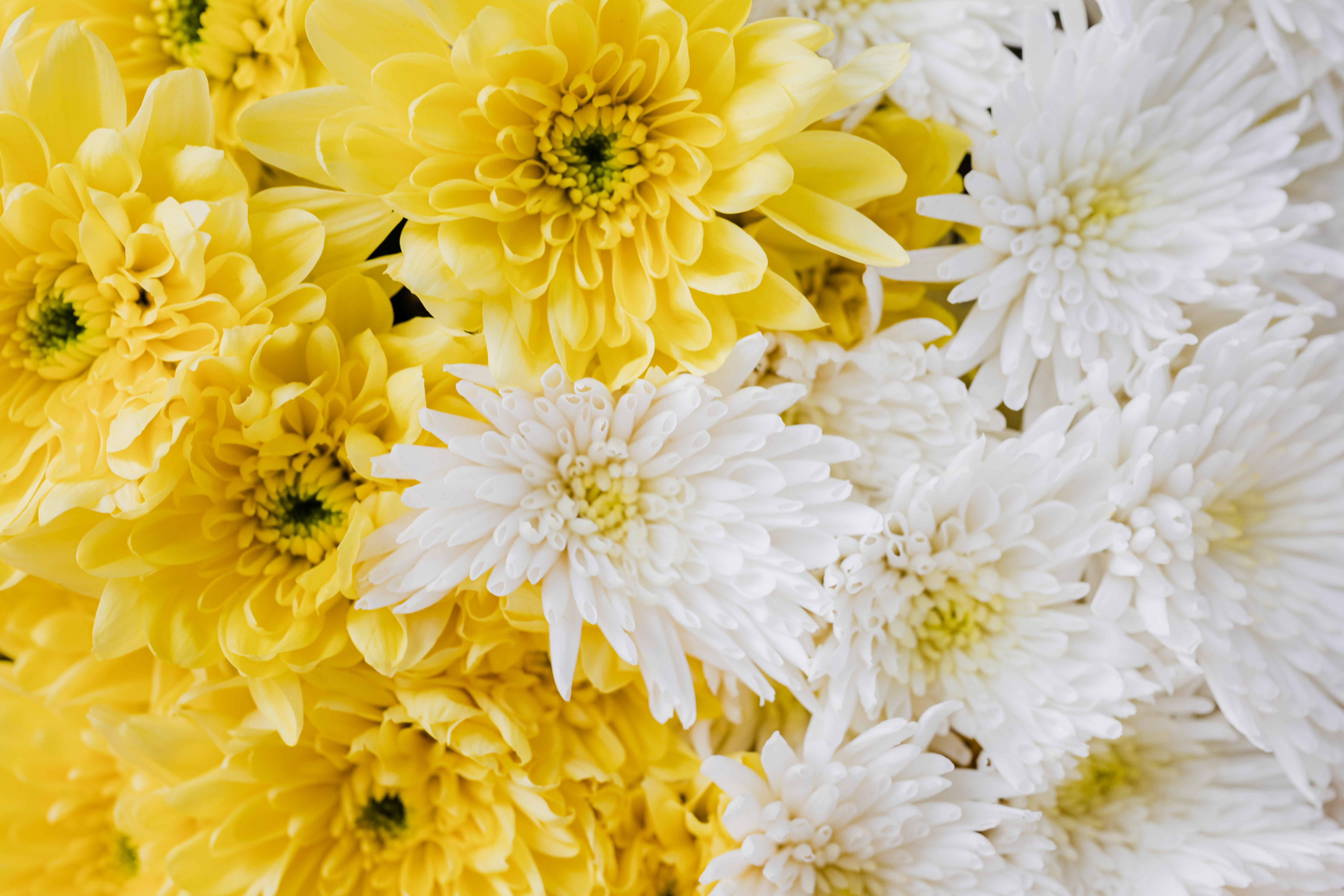 Yellow And White Flower Wallpapers