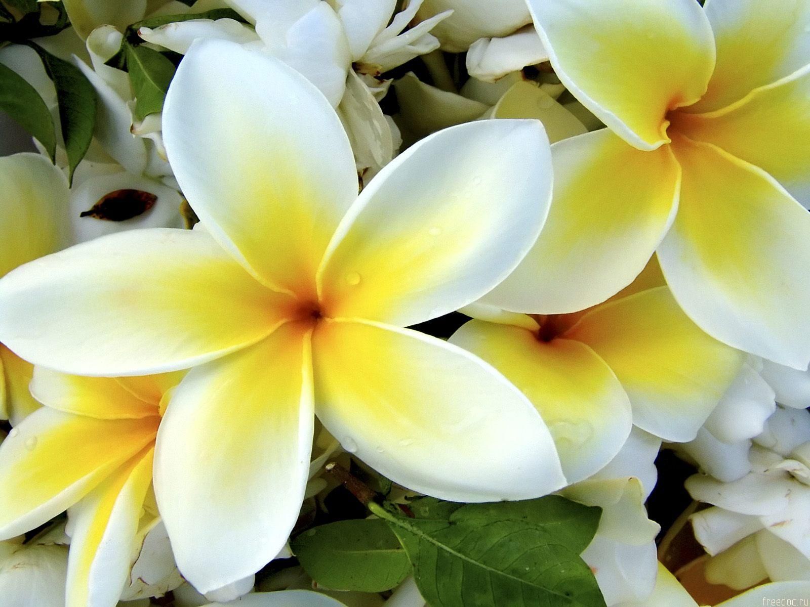 Yellow And White Flower Wallpapers