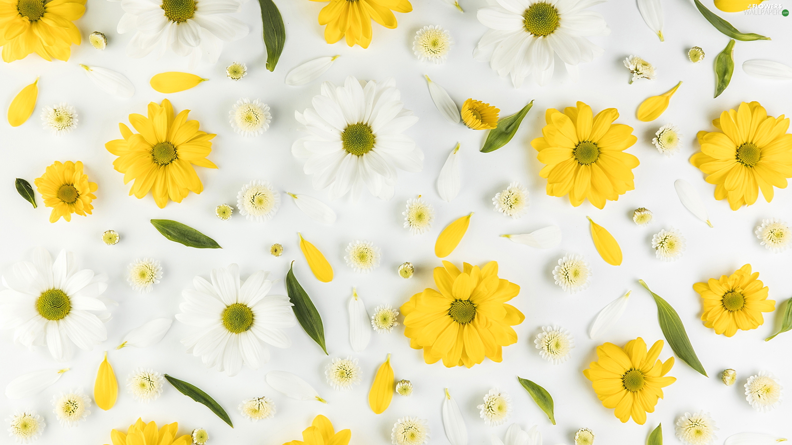 Yellow And White Flower Wallpapers