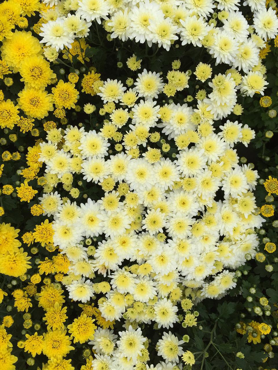 Yellow And White Flower Wallpapers