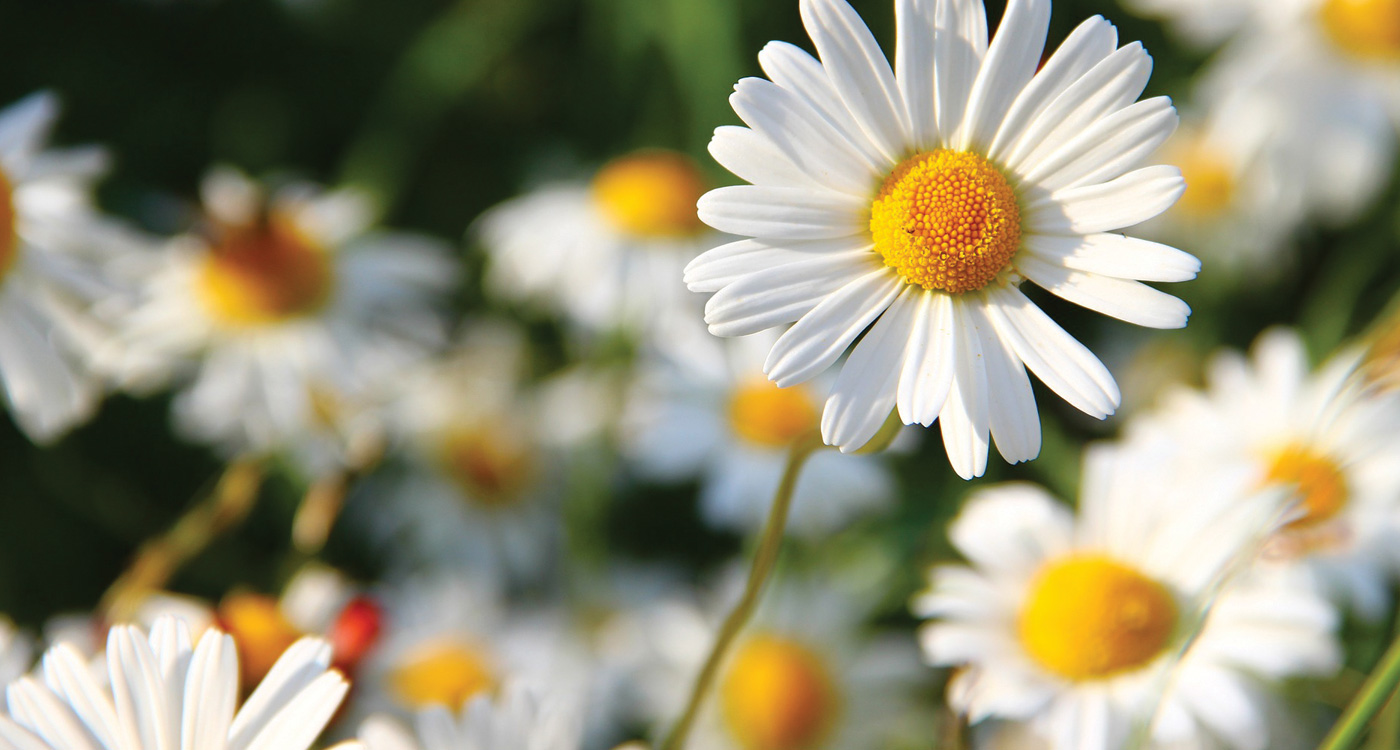 Yellow And White Flower Wallpapers