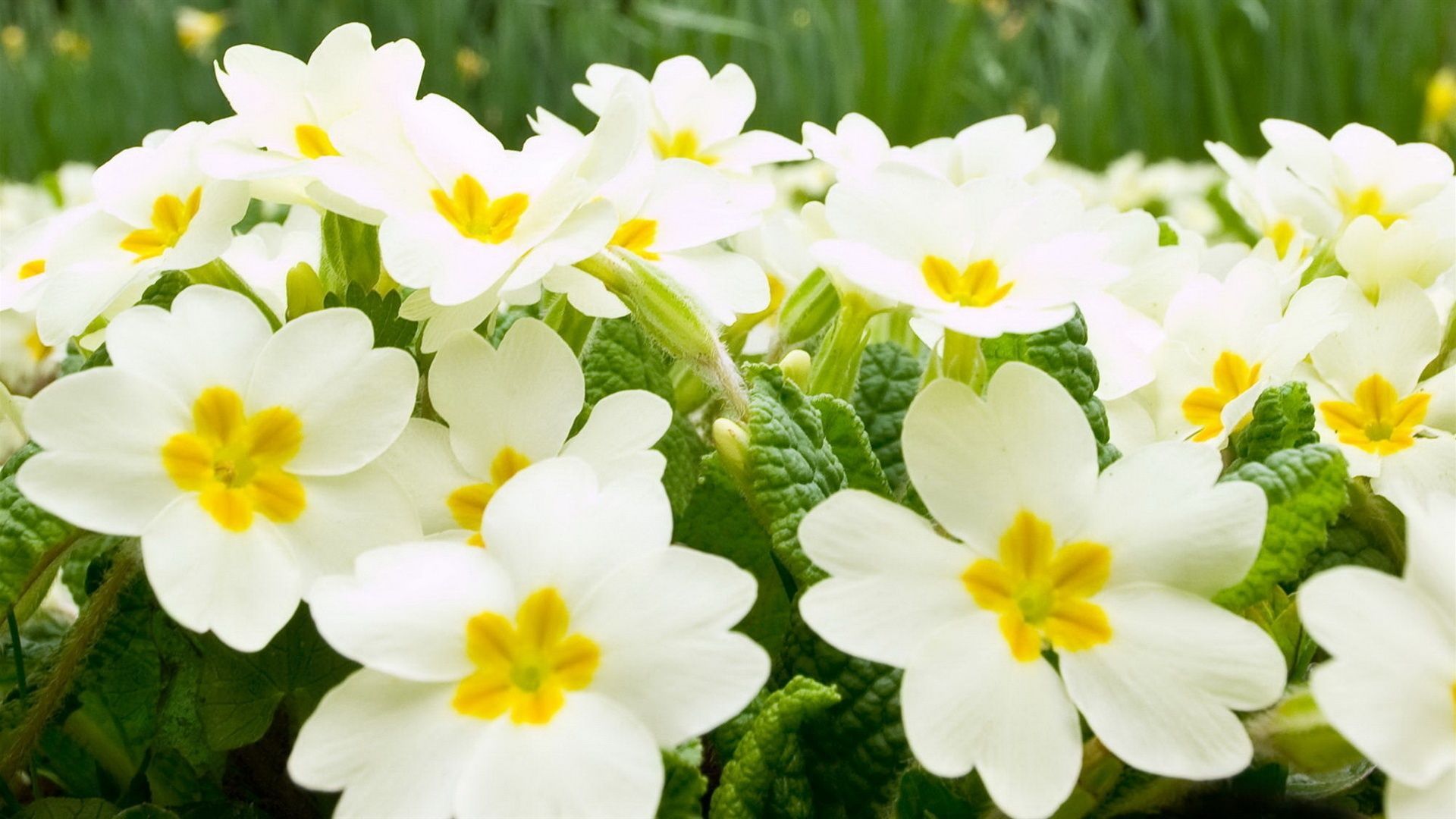 Yellow And White Flower Wallpapers