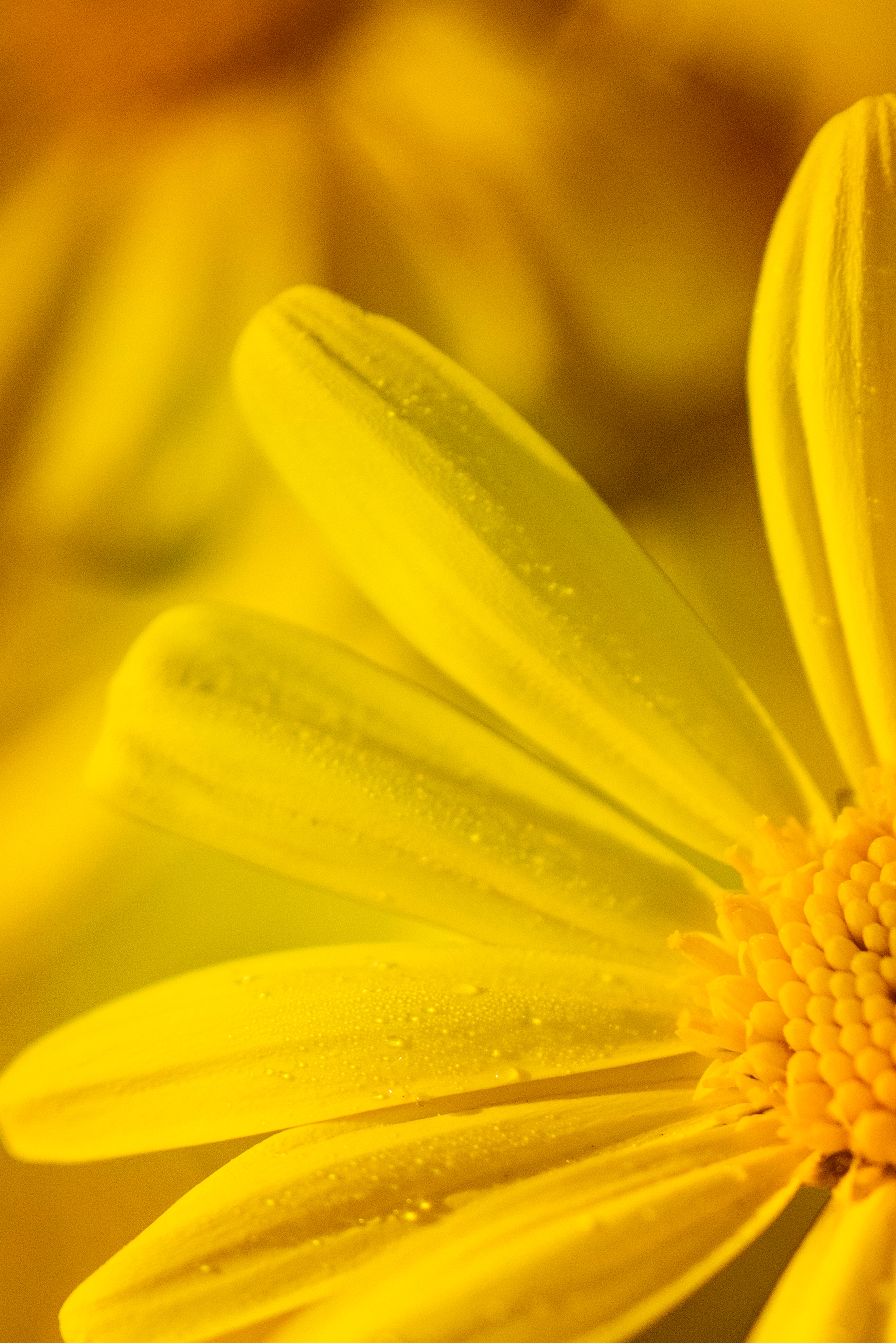 Yellow And White Flower Wallpapers