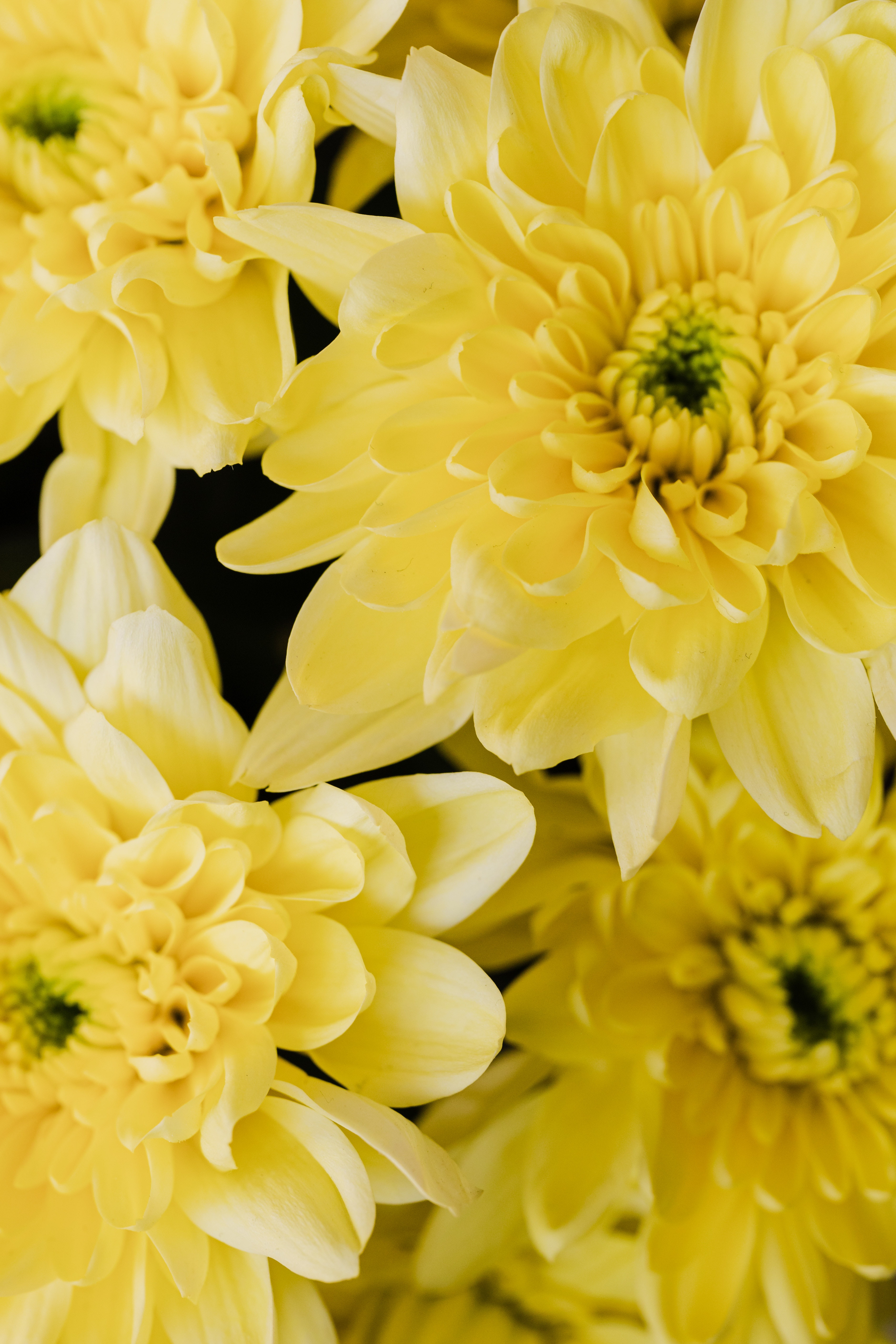 Yellow And White Flower Wallpapers