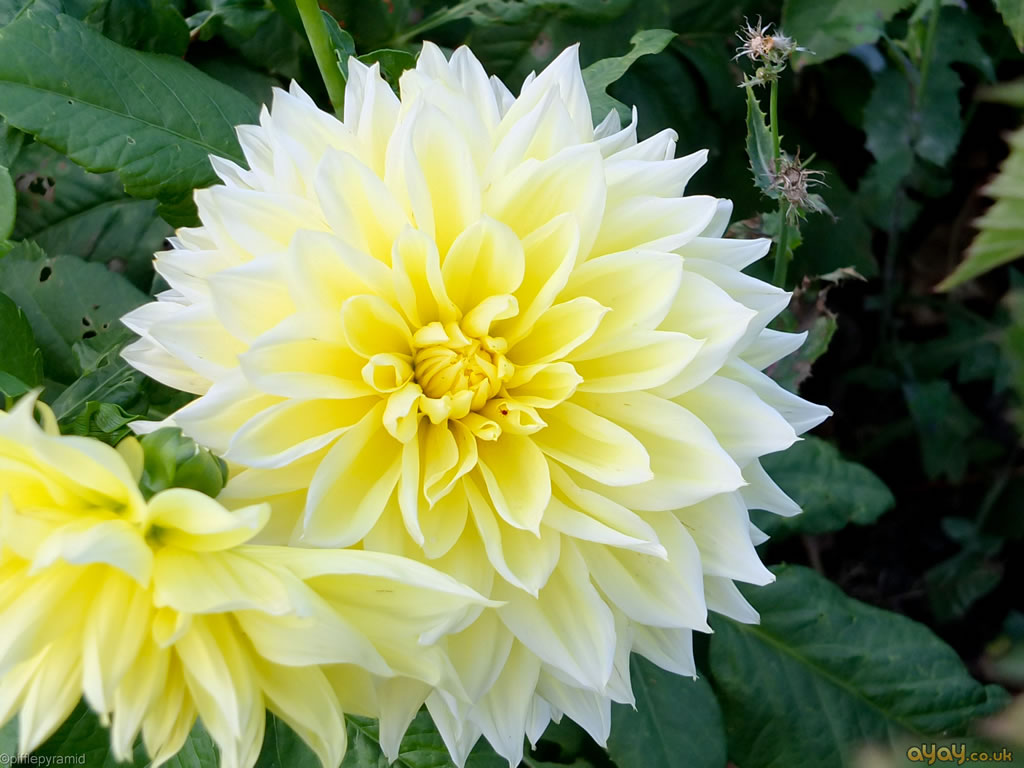 Yellow And White Flower Wallpapers