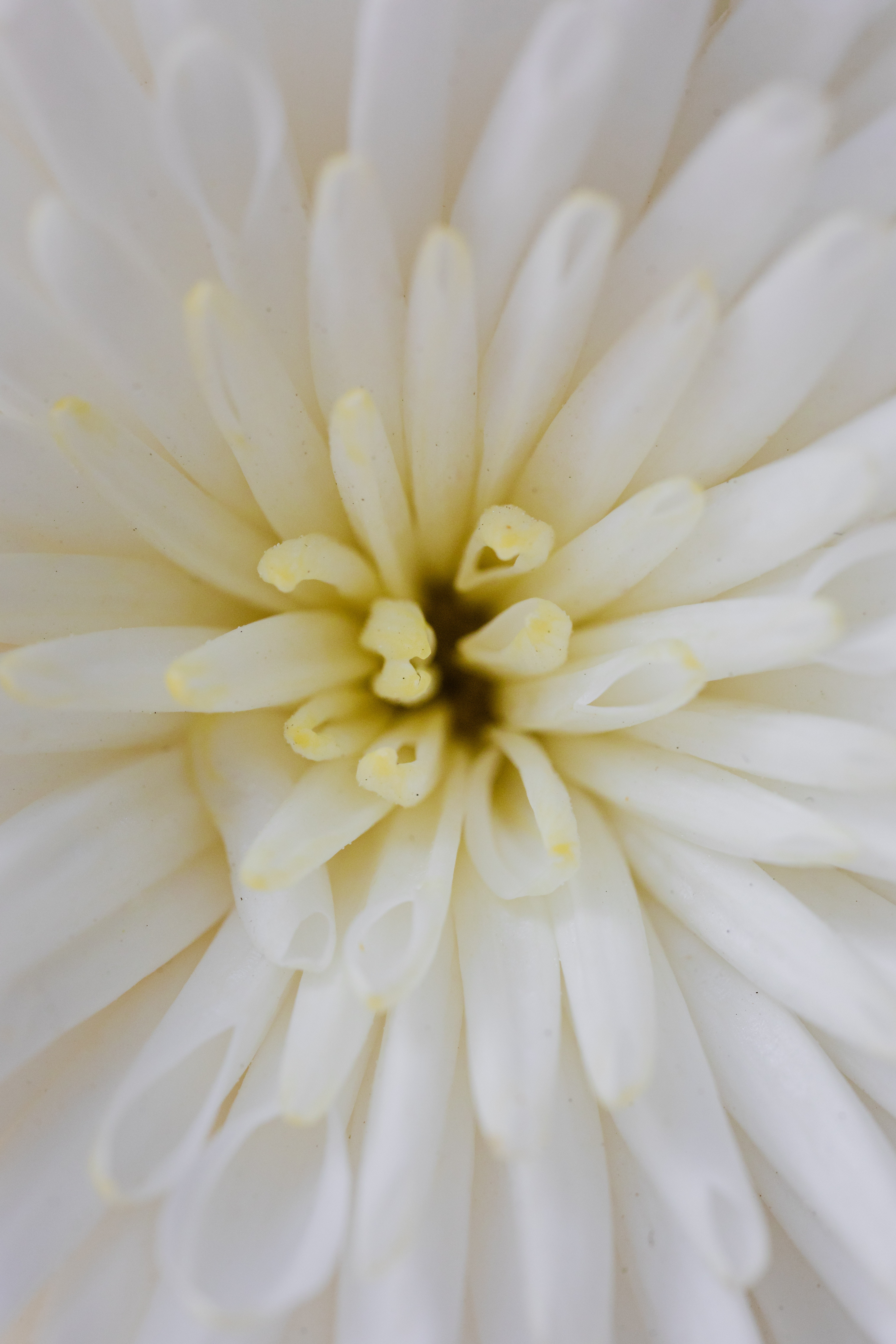 Yellow And White Flower Wallpapers