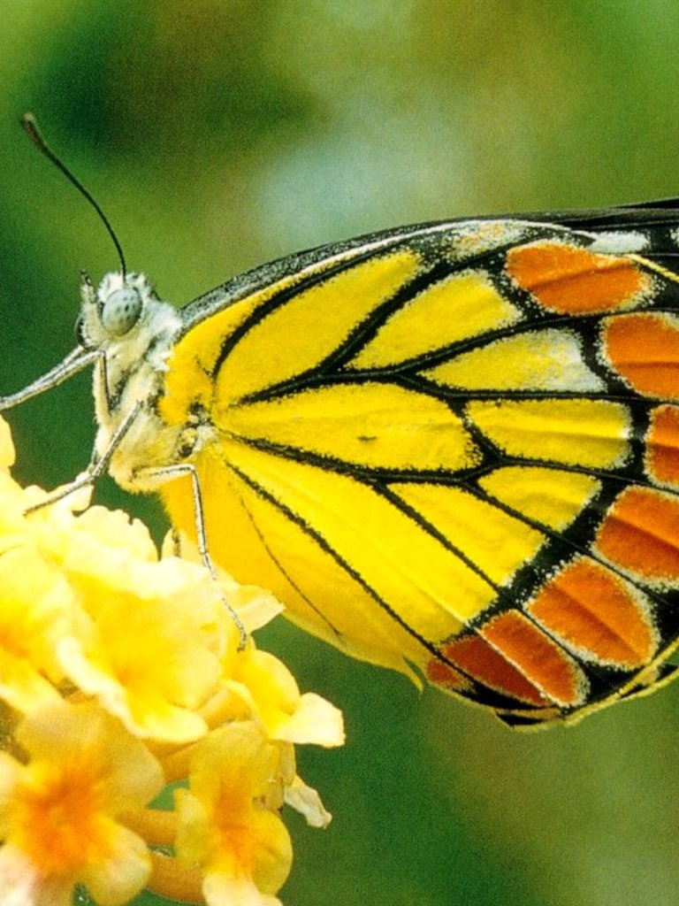 Yellow Butterfly Wallpapers