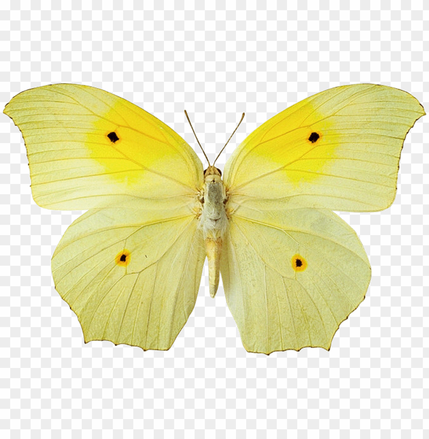 Yellow Butterfly Wallpapers